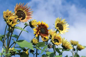 Sunflower Pastiche Sunflower Pastiche