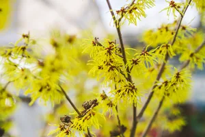 Hamamelis Arnold Promise Hamamelis x intermedia 'Arnold Promise'