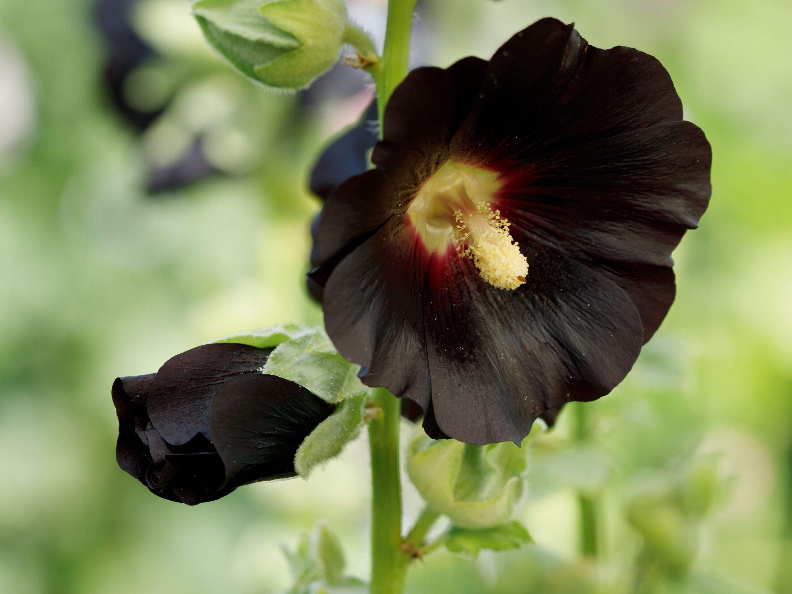 Alcea rosea ‘Arabian Nights’
