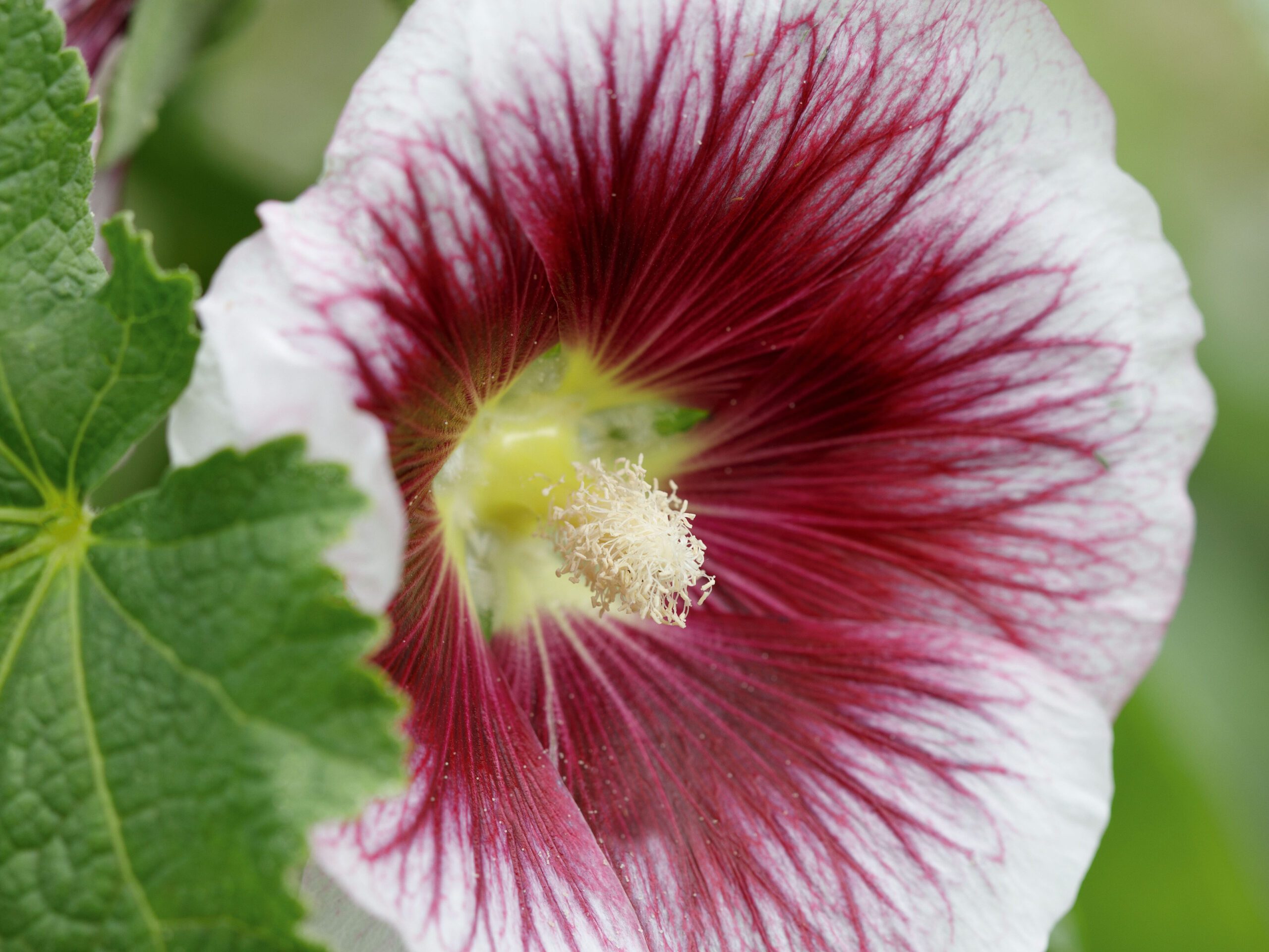 Alcea rosea ‘Blackcurrant Whirl’ Alcea rosea ‘Blackcurrant Whirl’