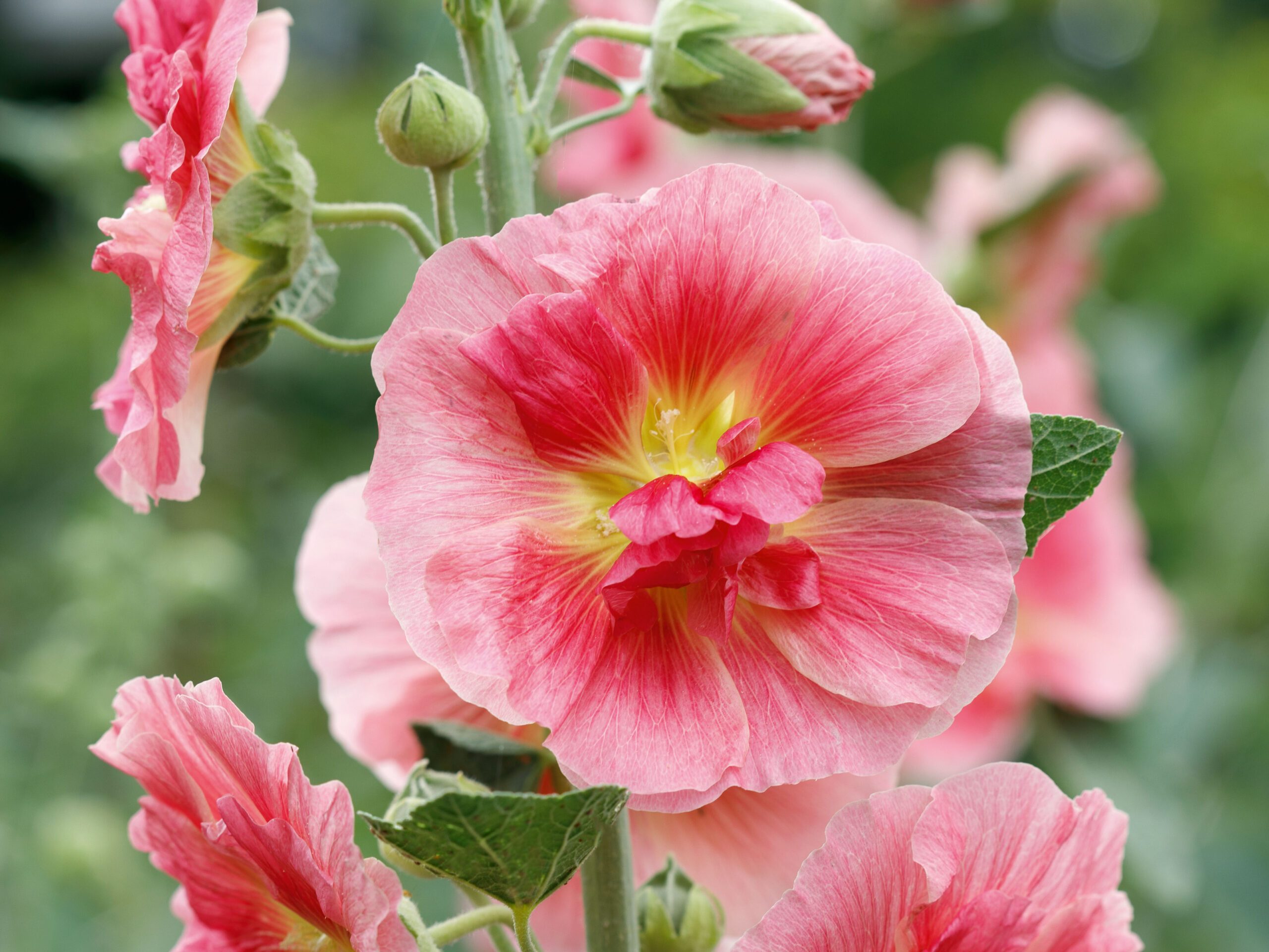 Alcea ‘Sheppard’s Delight’ Alcea ‘Sheppard’s Delight’