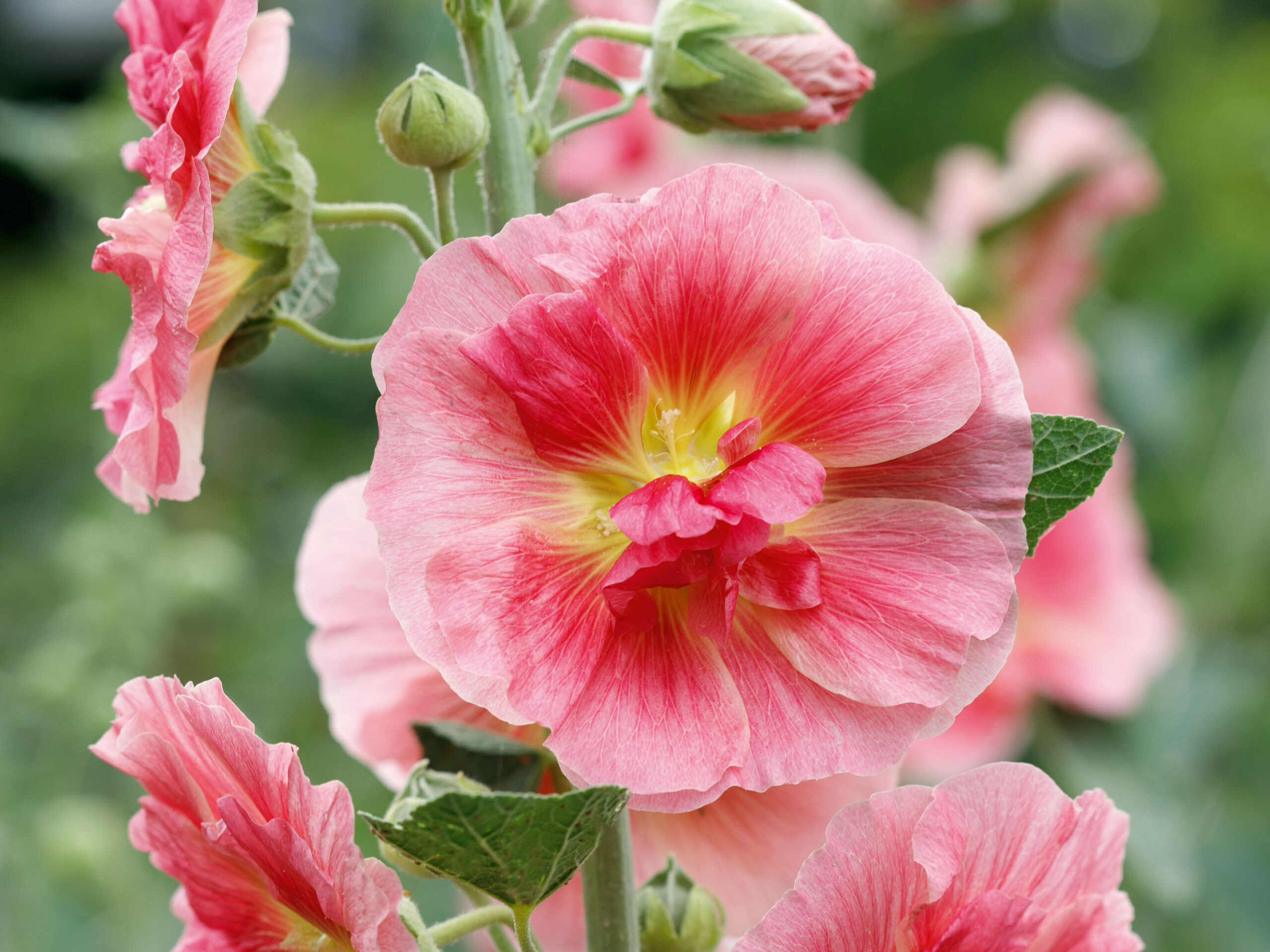 Alcea ‘Sheppard’s Delight’ Alcea ‘Sheppard’s Delight’