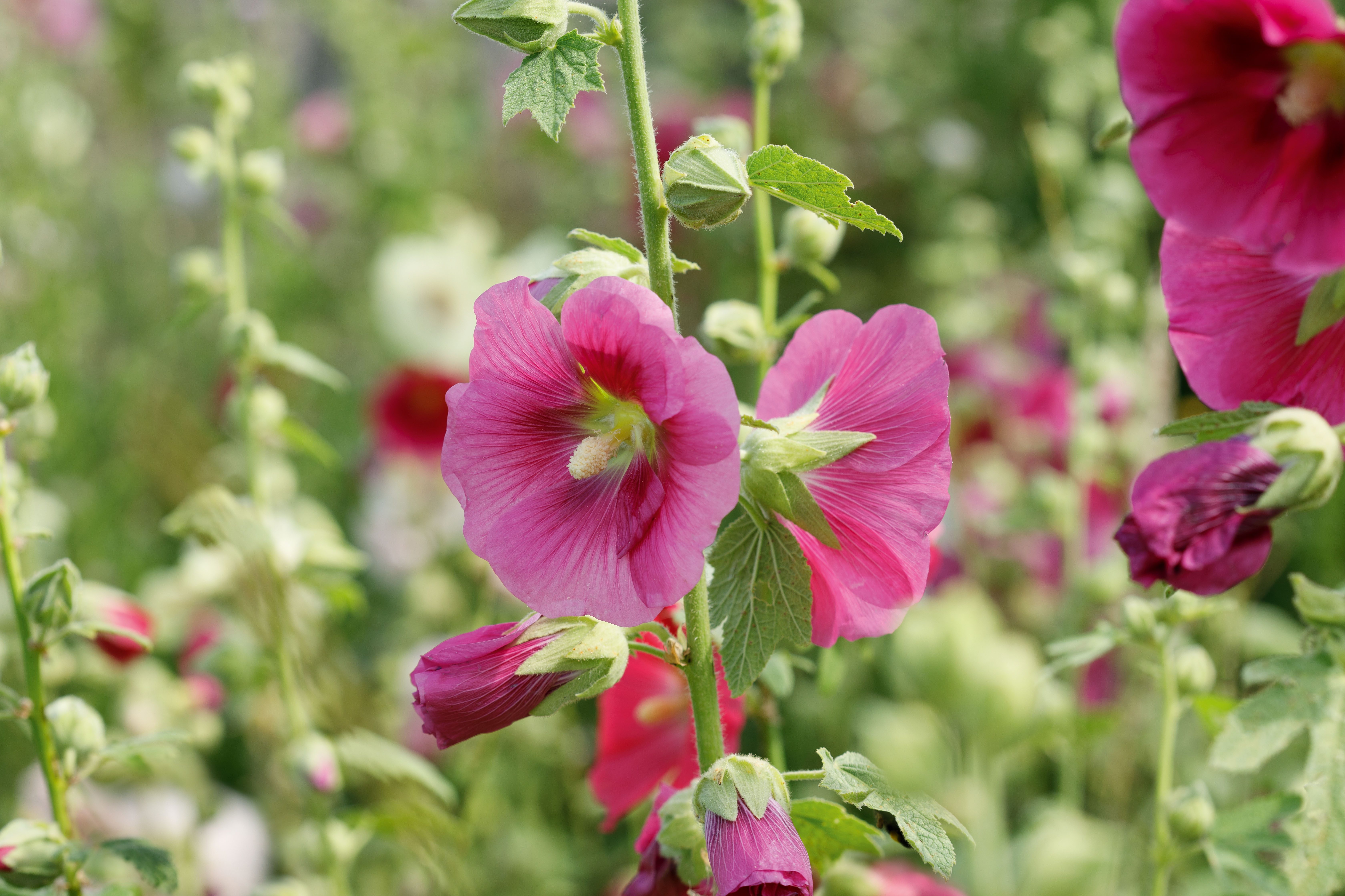 Alcea rosea giant single mixed Alcea rosea giant single mixed