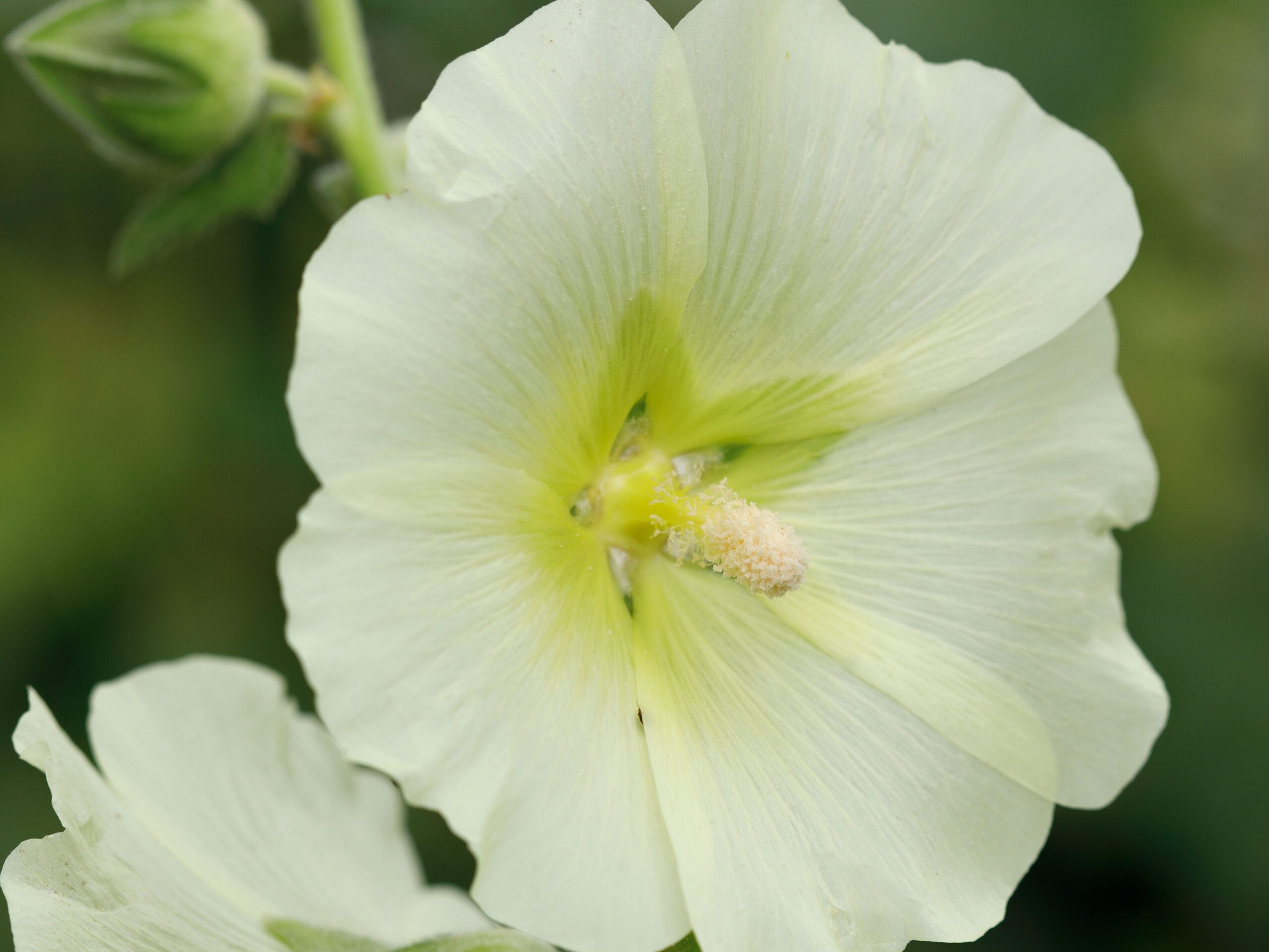 Alcea rosea ‘Lemon Light’ Alcea rosea ‘Lemon Light’