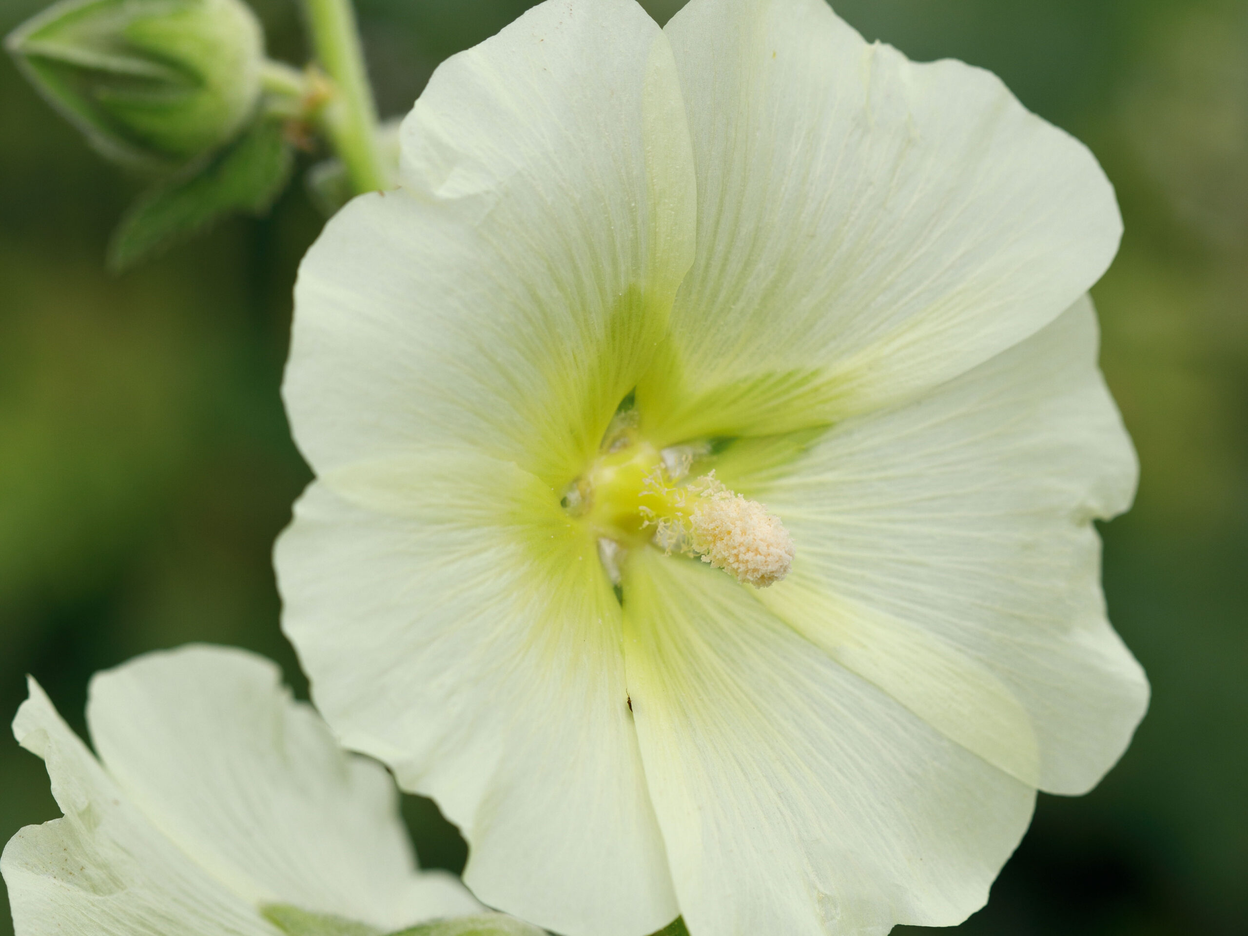 Alcea rosea ‘Lemon Light’ Alcea rosea ‘Lemon Light’
