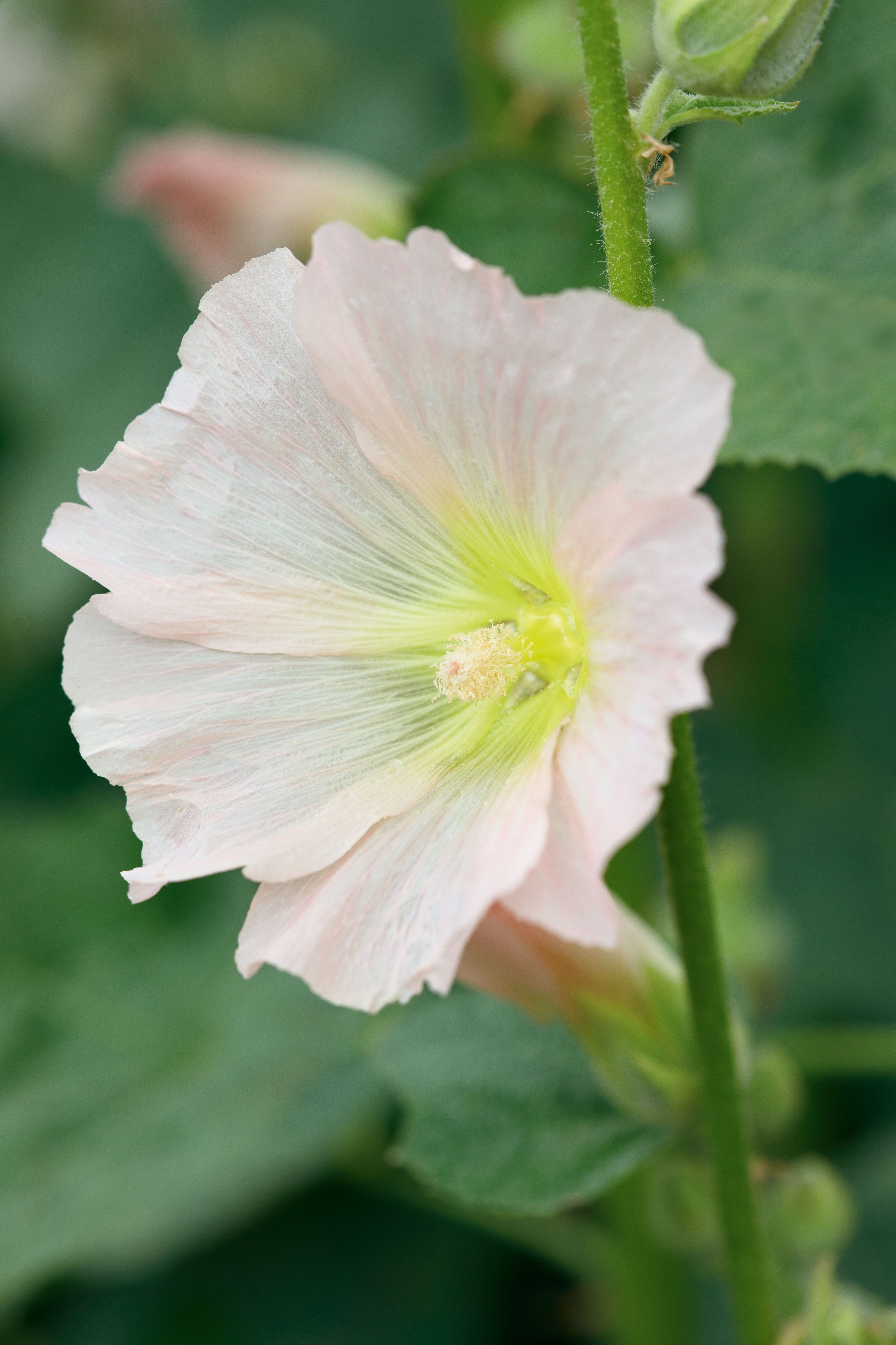 Alcea ficifolia ‘Las Vegas’