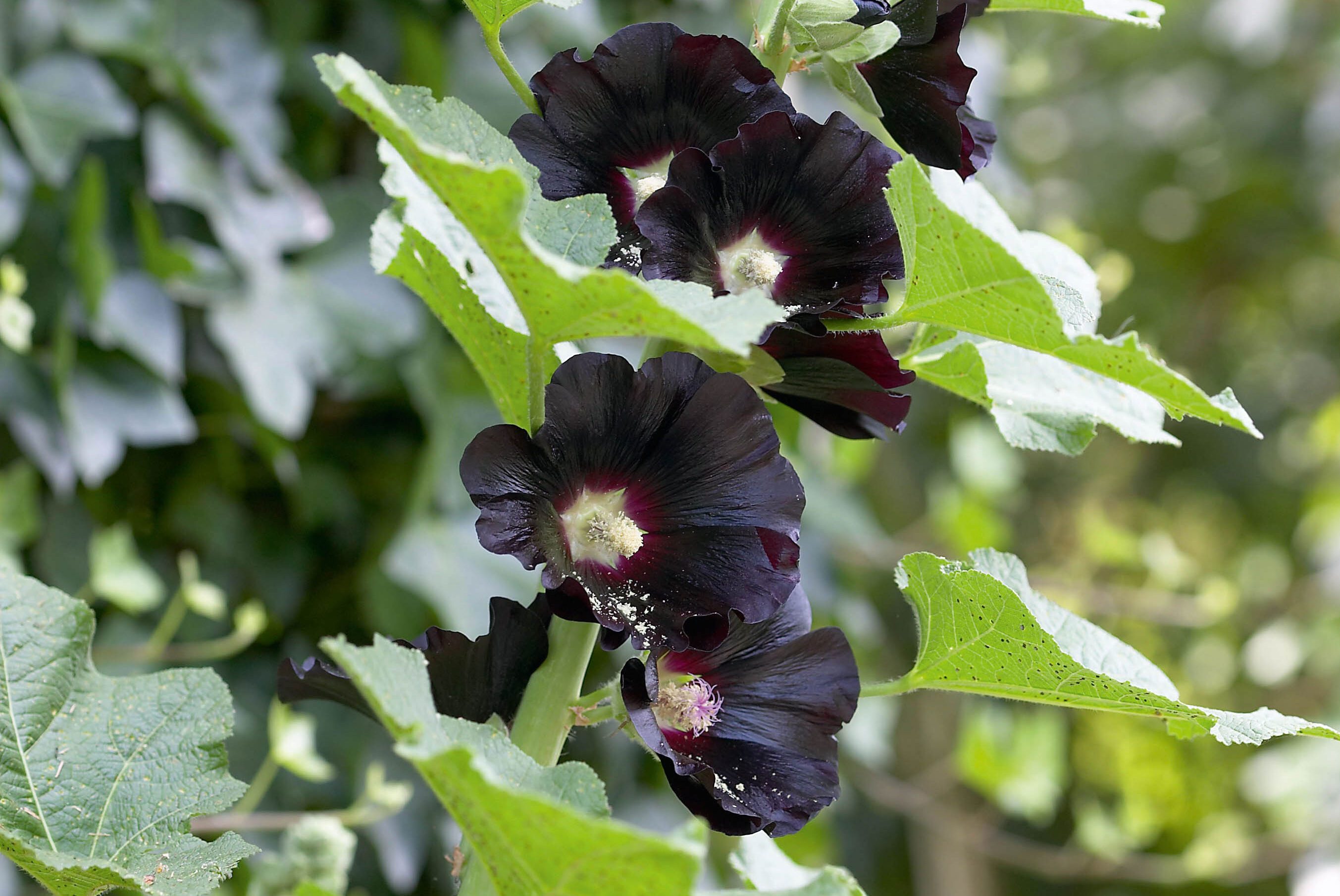 Alcea rosea 'Nigra'
