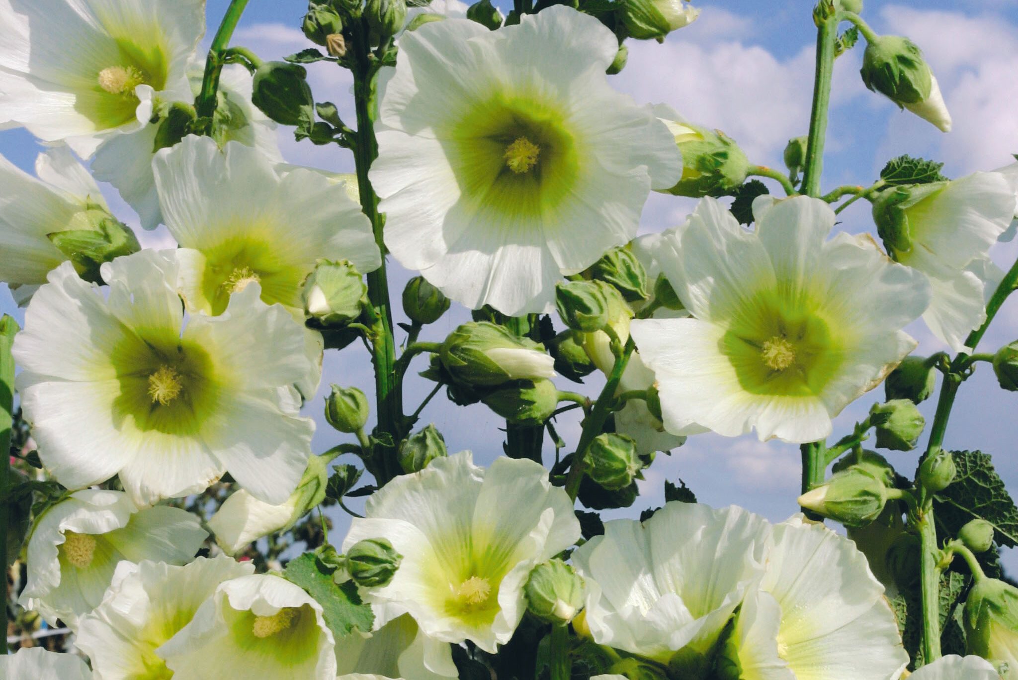 Alcea rosea ‘Halo white’