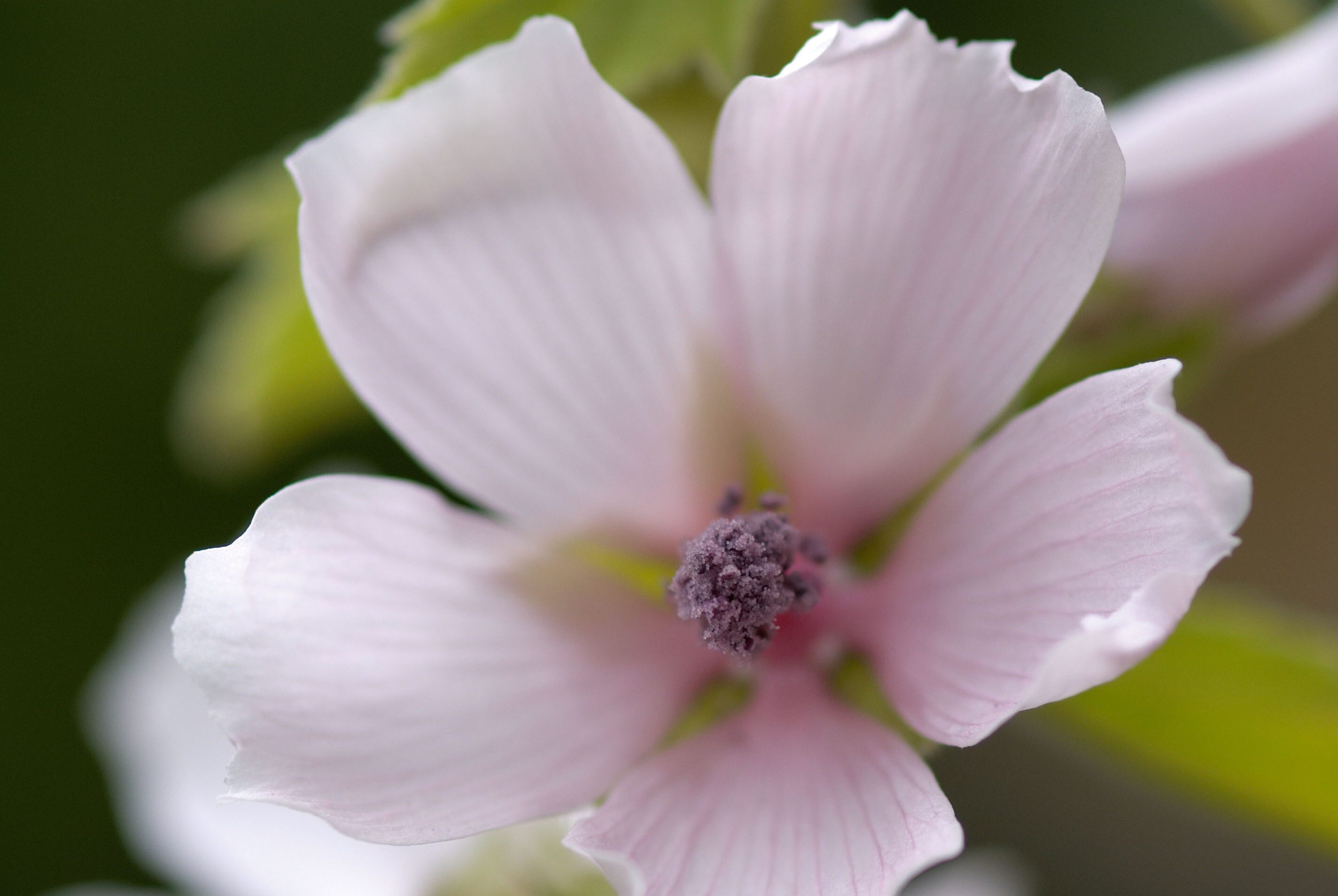 Althea officinalis