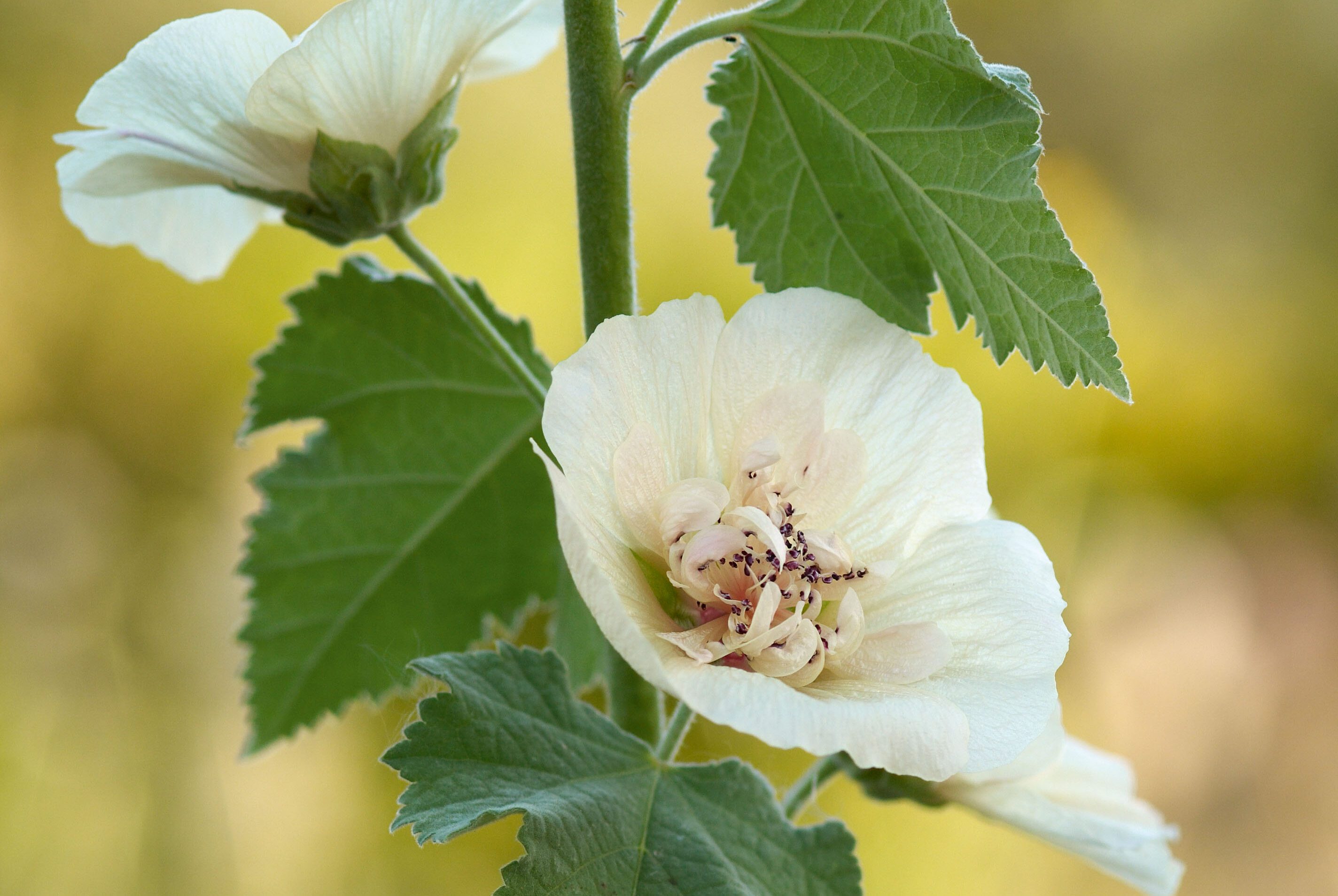 Alcea x Althaea 'Parkallee'