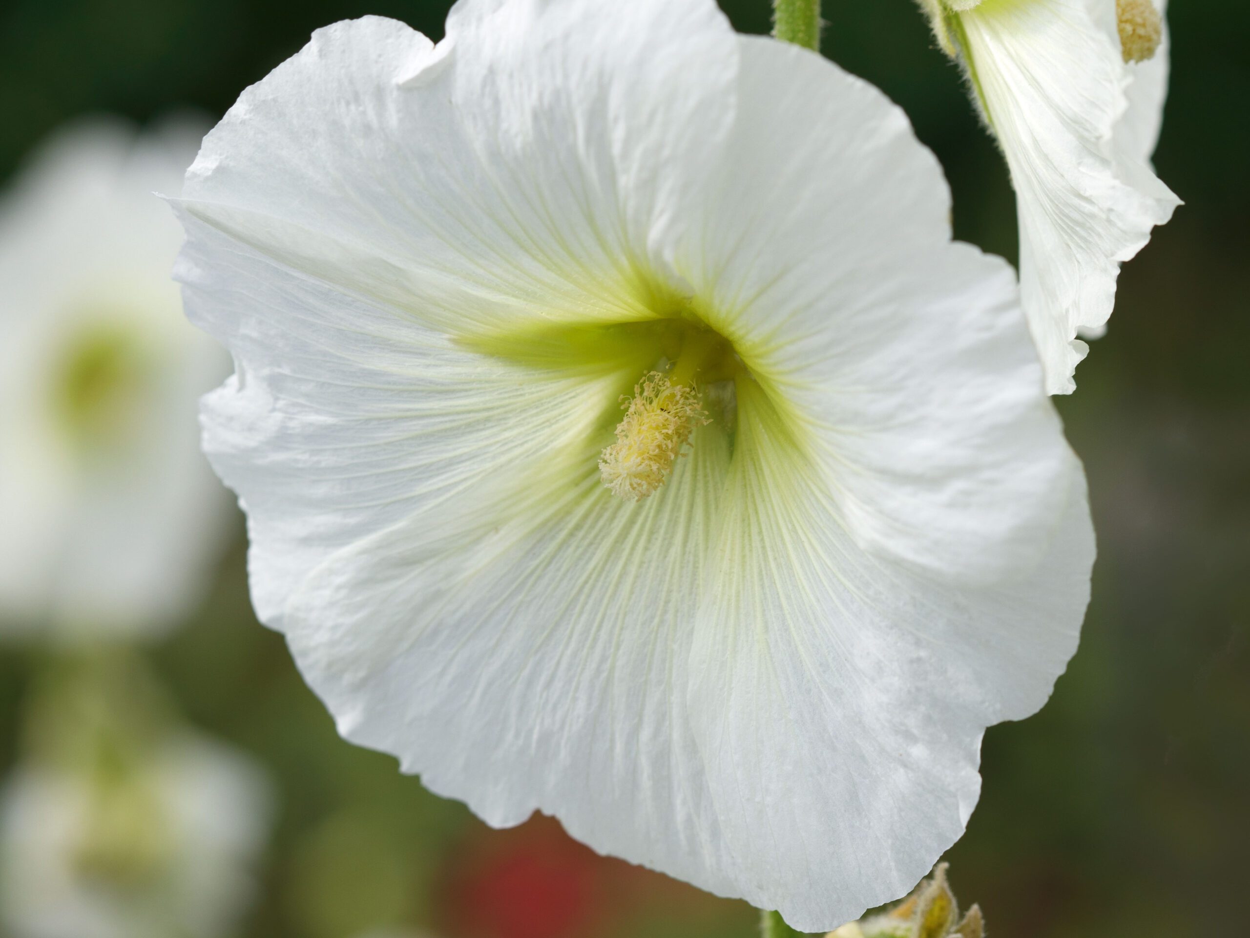 Alcea nudiflora Alcea nudiflora