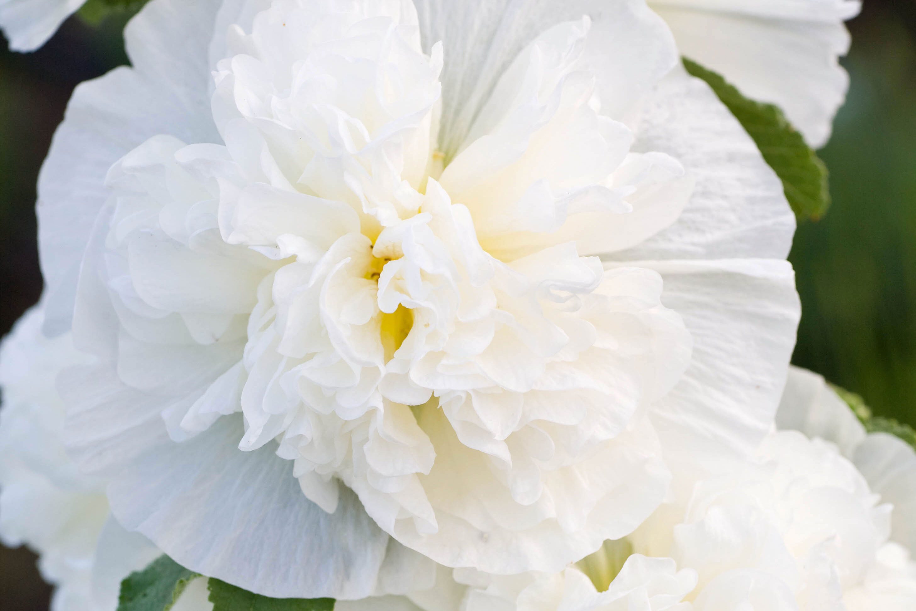 Alcea rosea plena 'Chaters White'