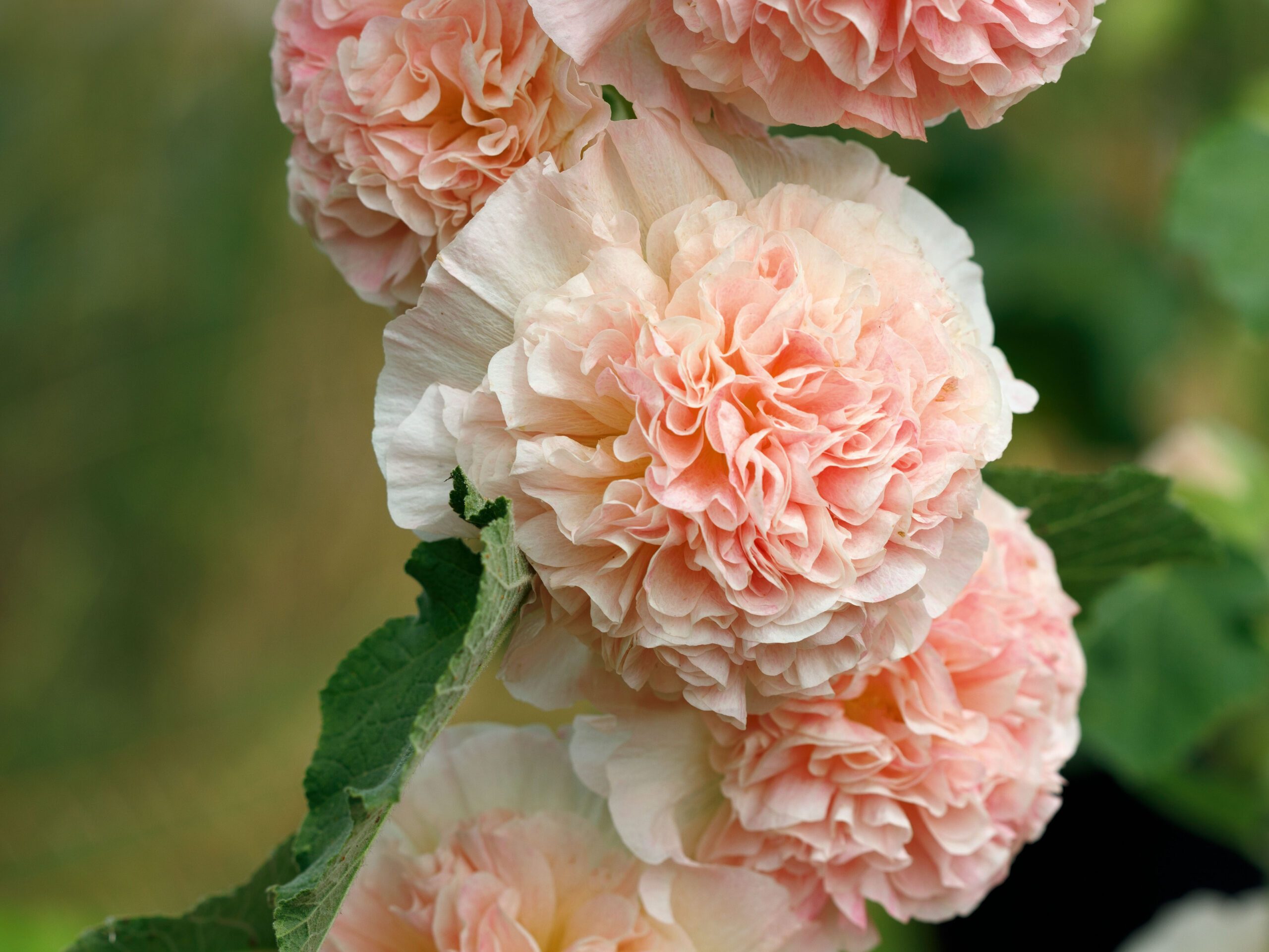 Alcea rosea Chater’s Double Group salmon-pink-flowered