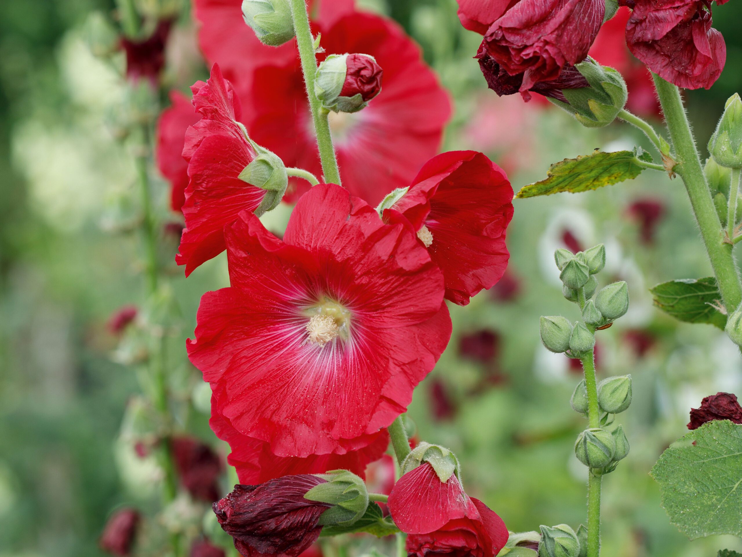 Alcea rosea 'Mars Magic' Alcea rosea ‘Mars Magic’