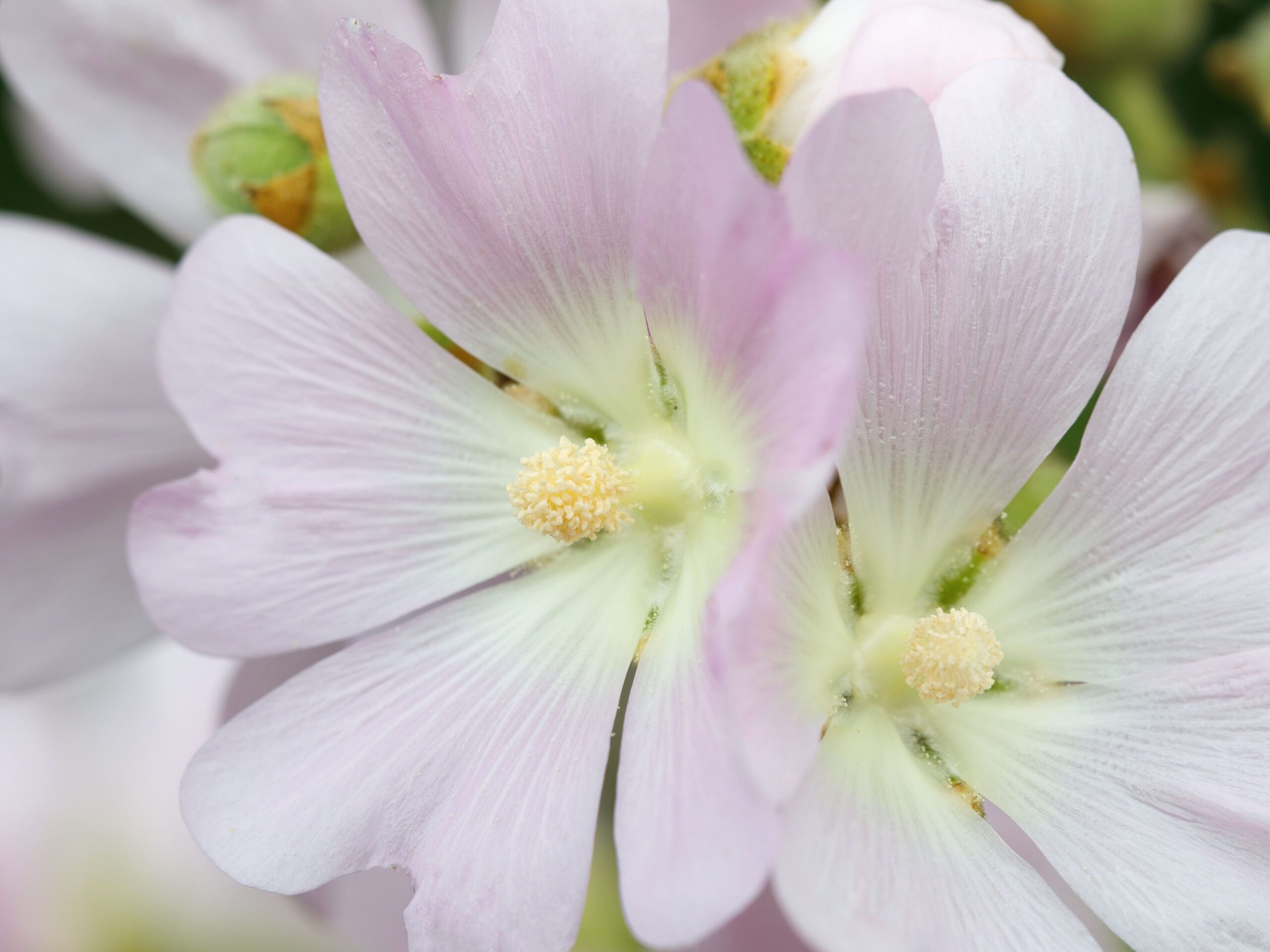 Alcea biennis