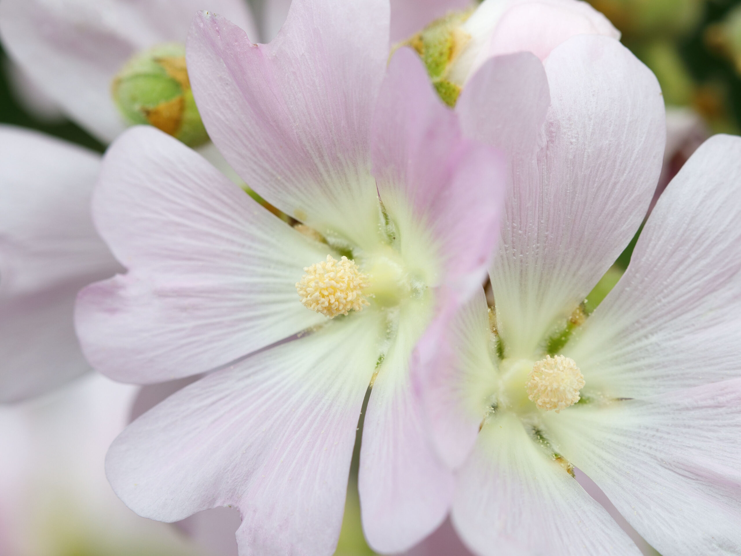 Alcea biennis Alcea biennis