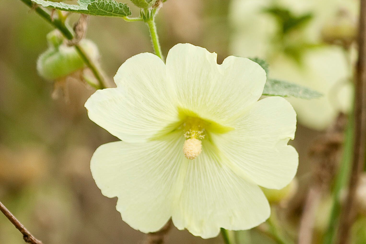 Russian hollyhock (Alcea rugosa)