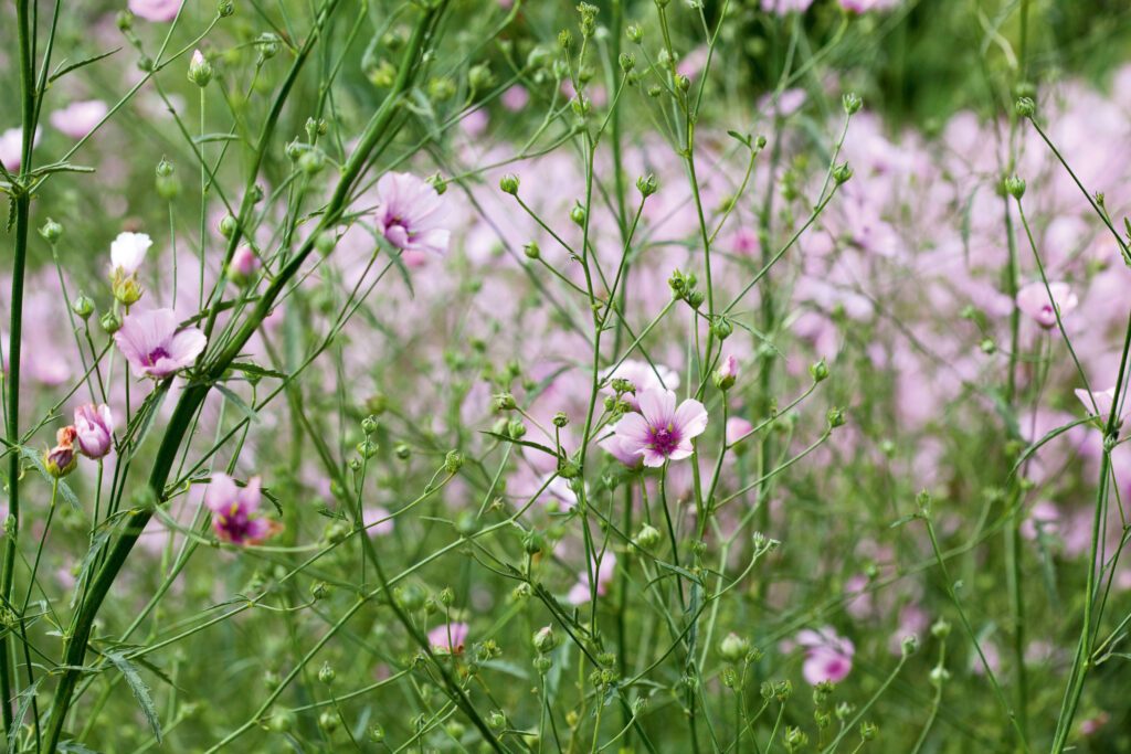 Althaea cannabina Althaea cannabina