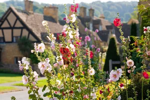 Hollyhocks Hollyhocks