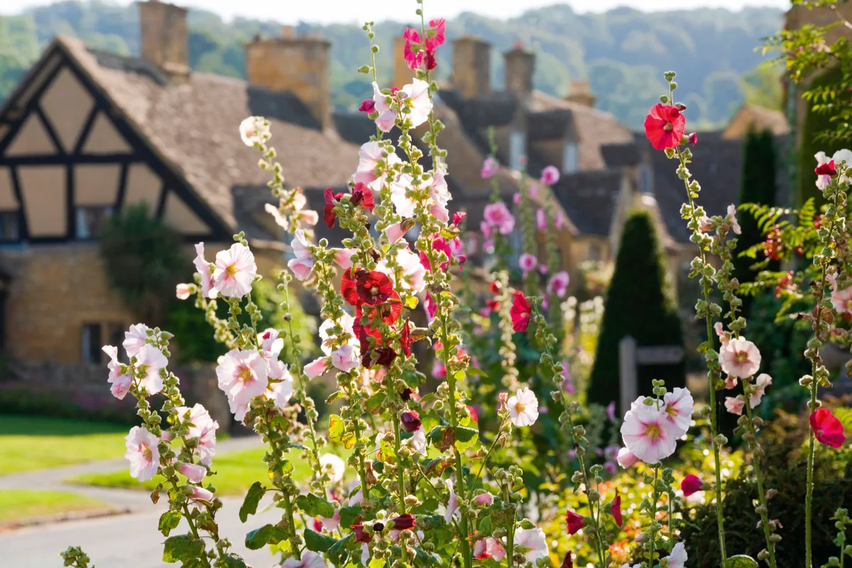 Hollyhocks Hollyhocks