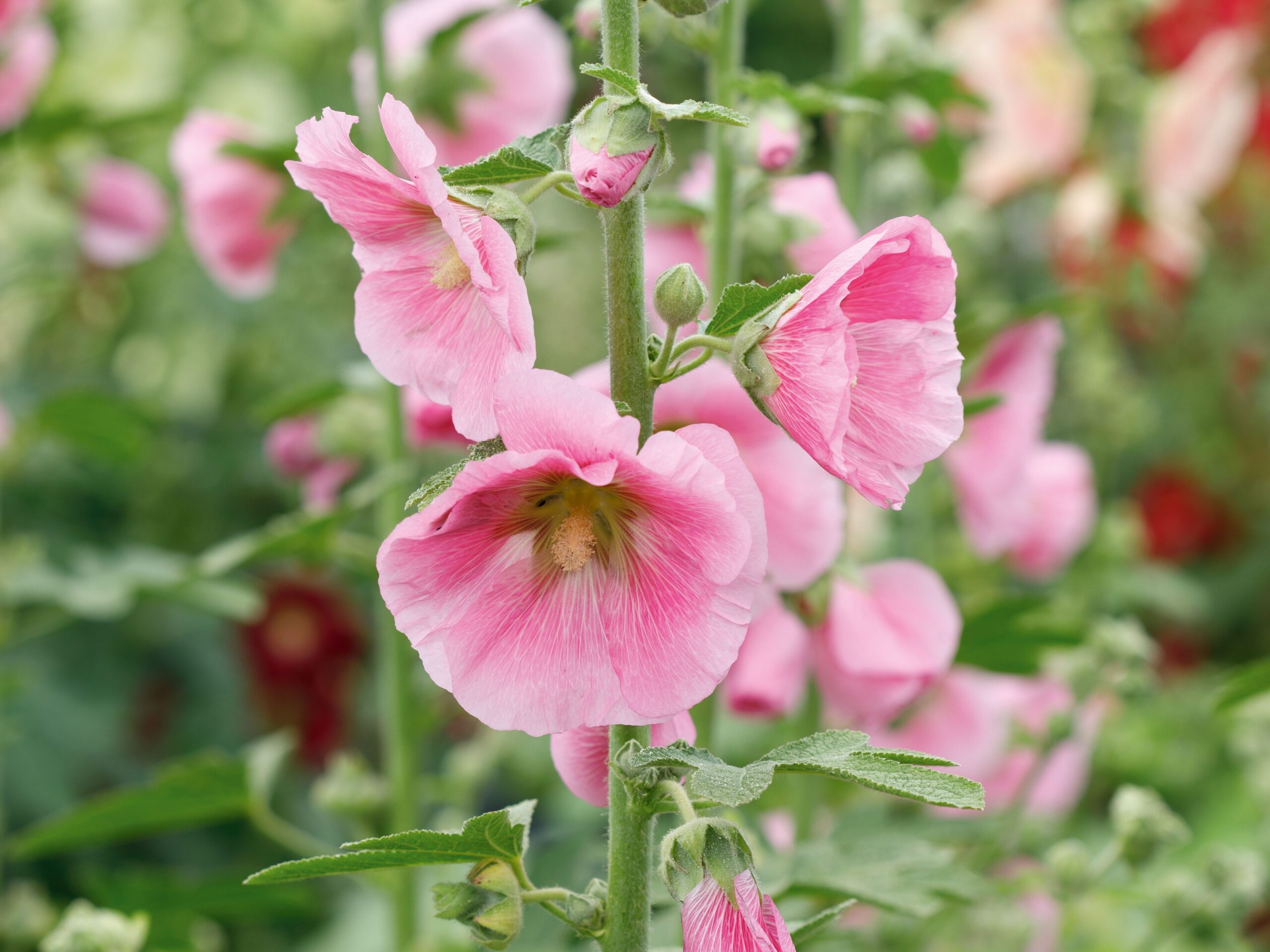 Alcea rosea ‘Simplex’ Alcea rosea ‘Simplex’