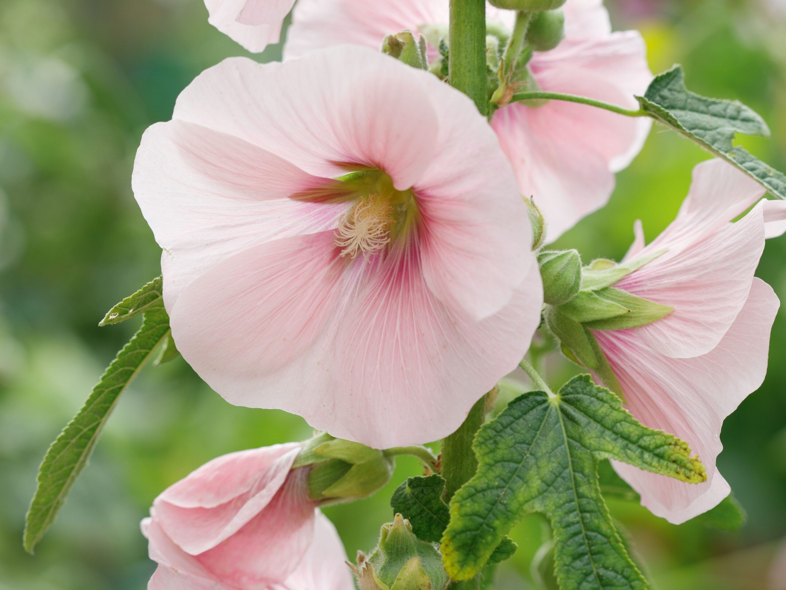 Alcea ficifolia pink flowered Alcea ficifolia pink flowered
