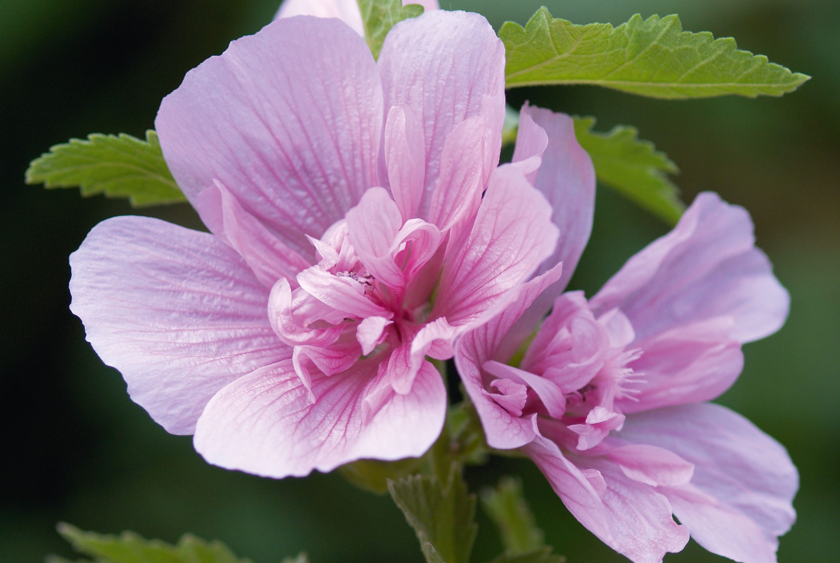 Alcea x Althaea 'Parkrondell'