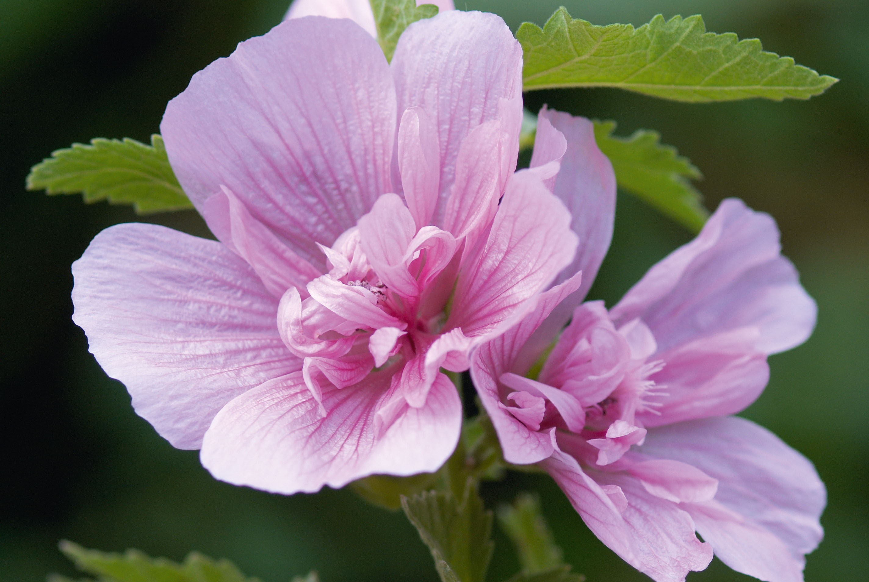 Alcea x Althaea 'Parkrondell'