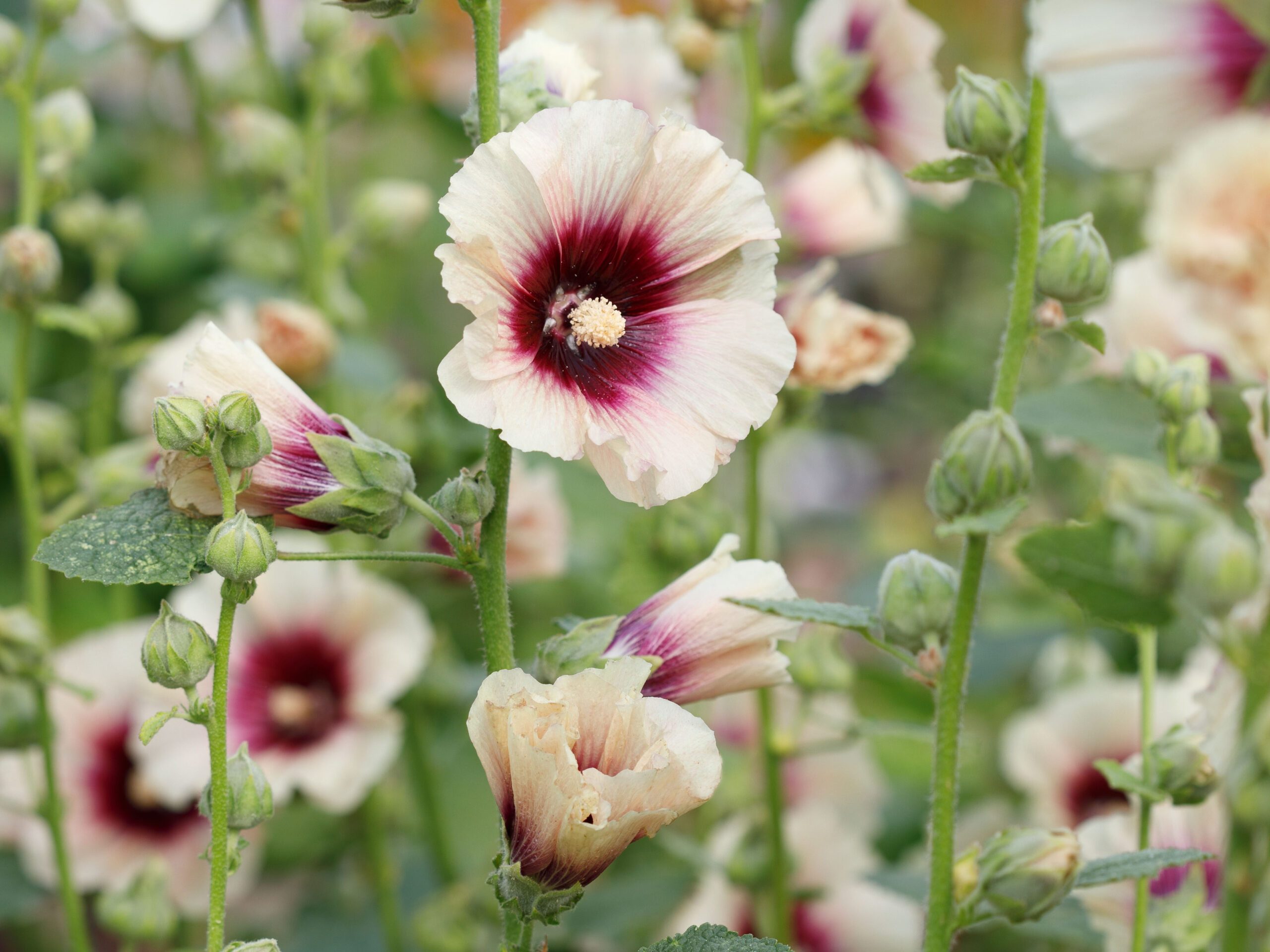 Alcea rosea ‘Halo Peach’