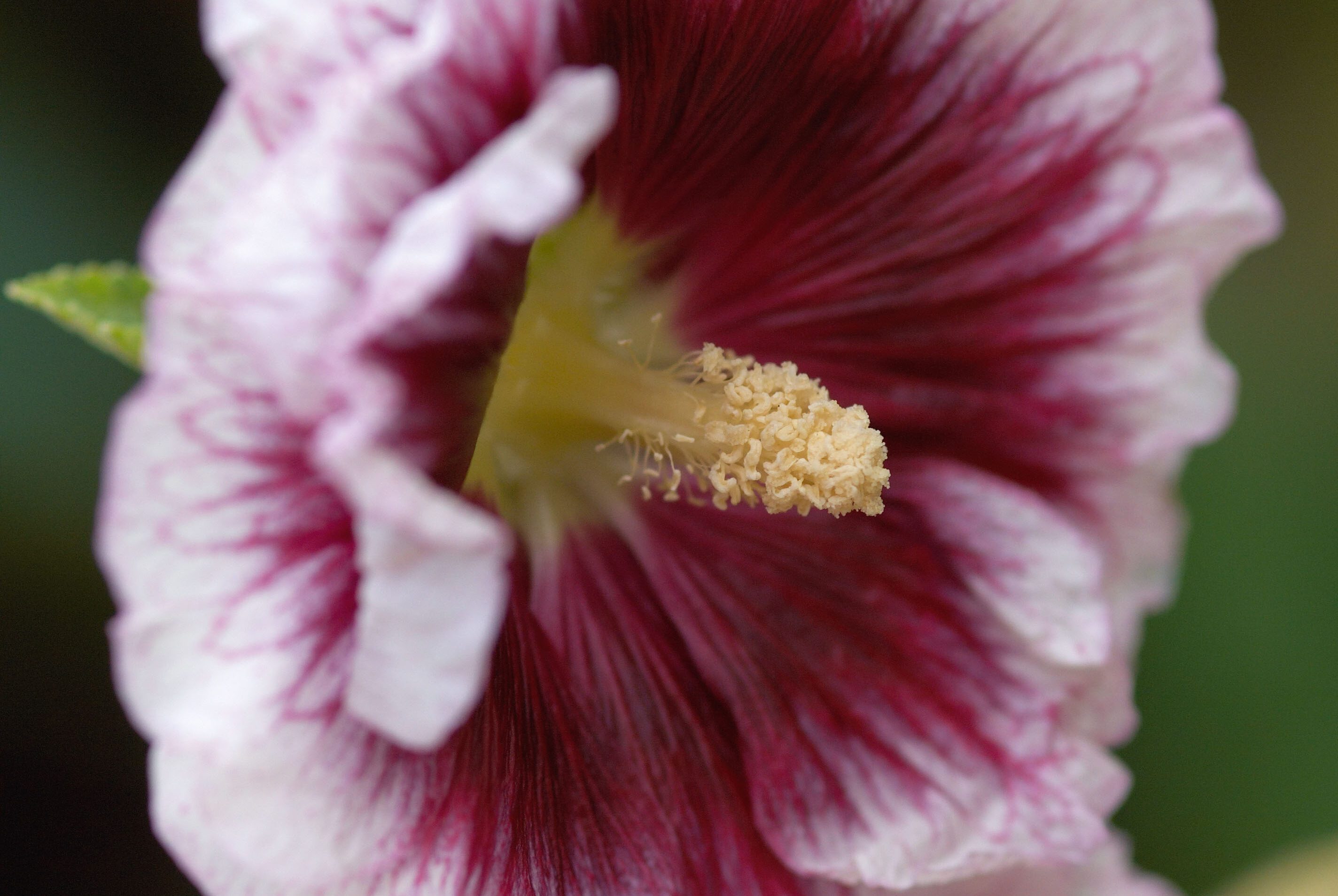 Alcea rosea 'Creme de Cassis'