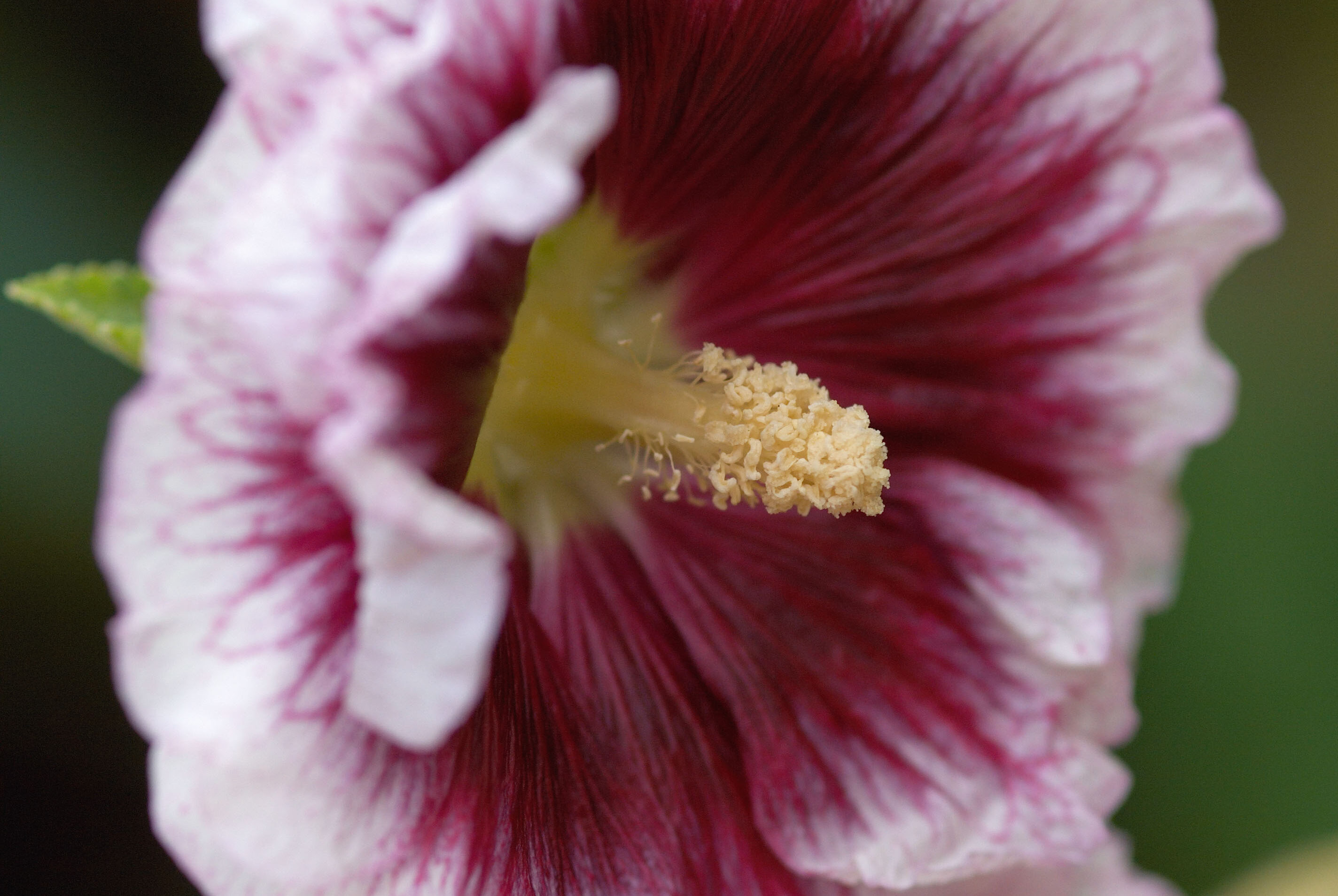 Alcea rosea 'Creme de Cassis'