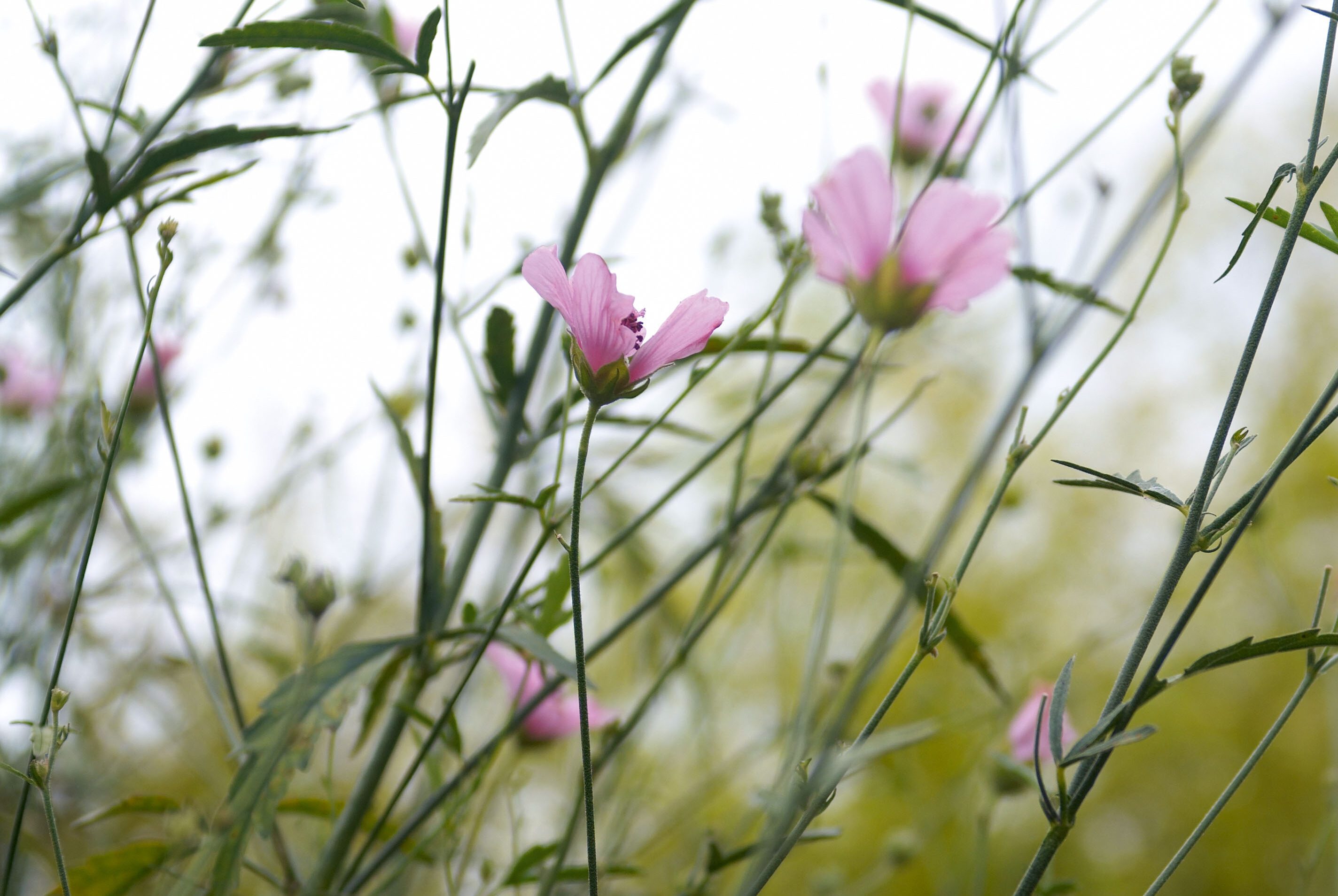 Althaea armeniaca