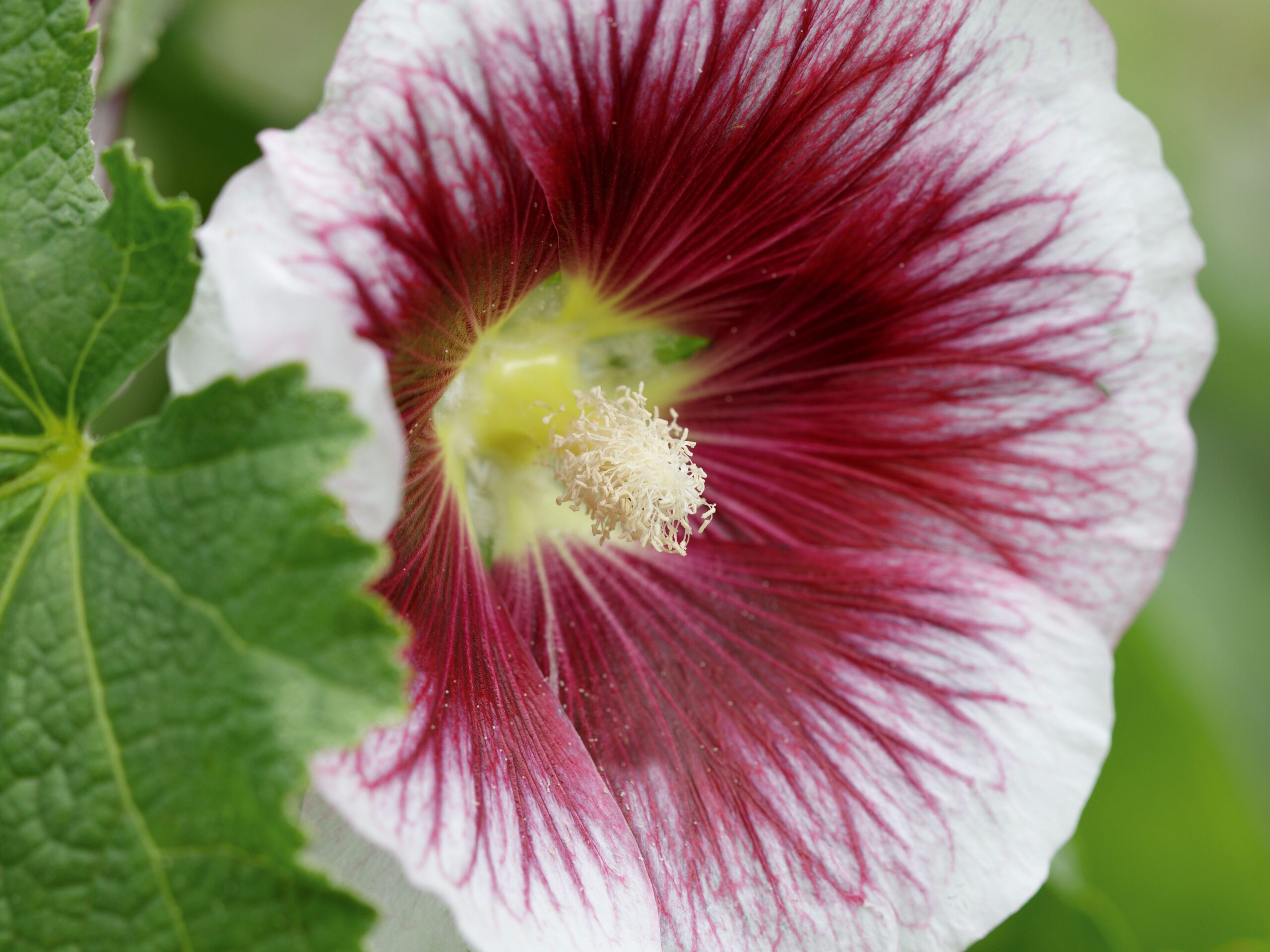 Alcea rosea ‘Blackcurrant Whirl’ Alcea rosea ‘Blackcurrant Whirl’