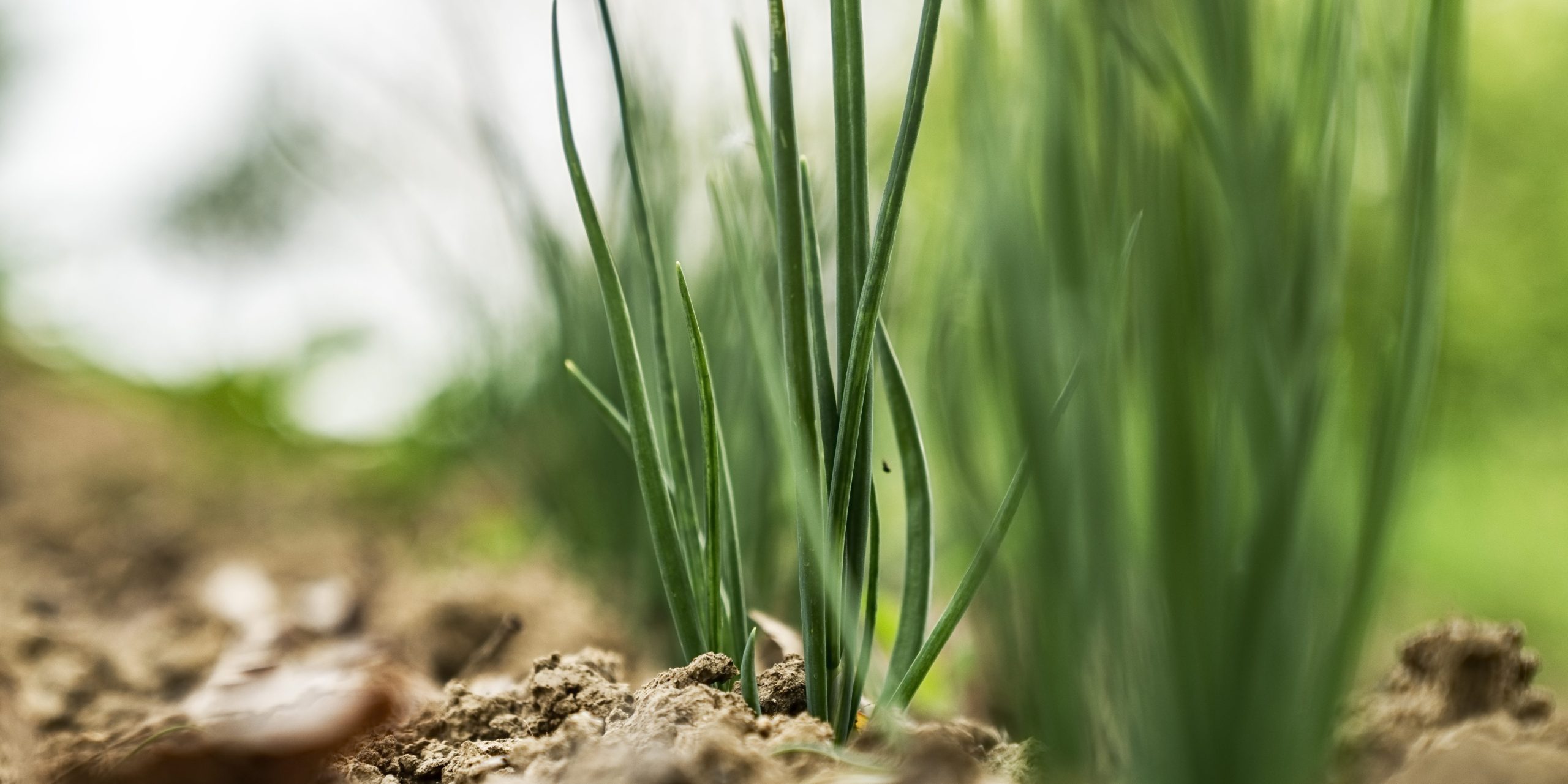 Spring onions growing