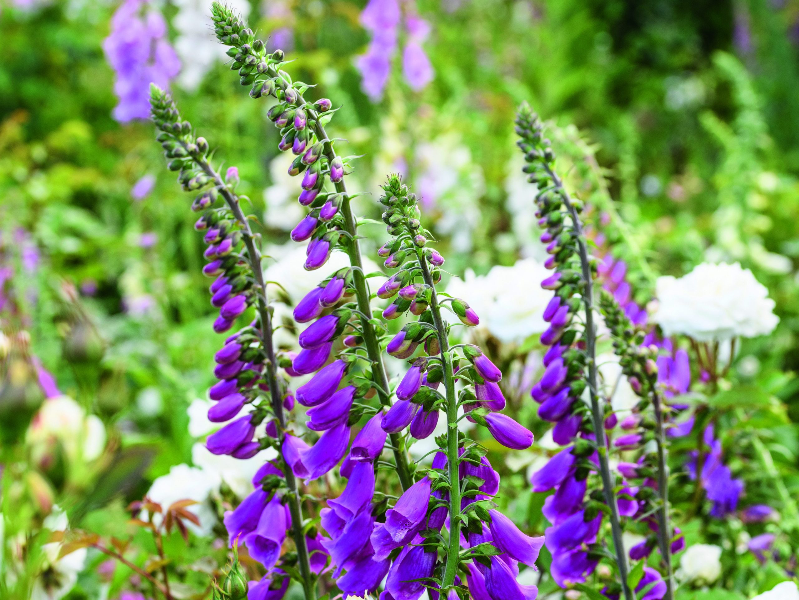 Purple flowers