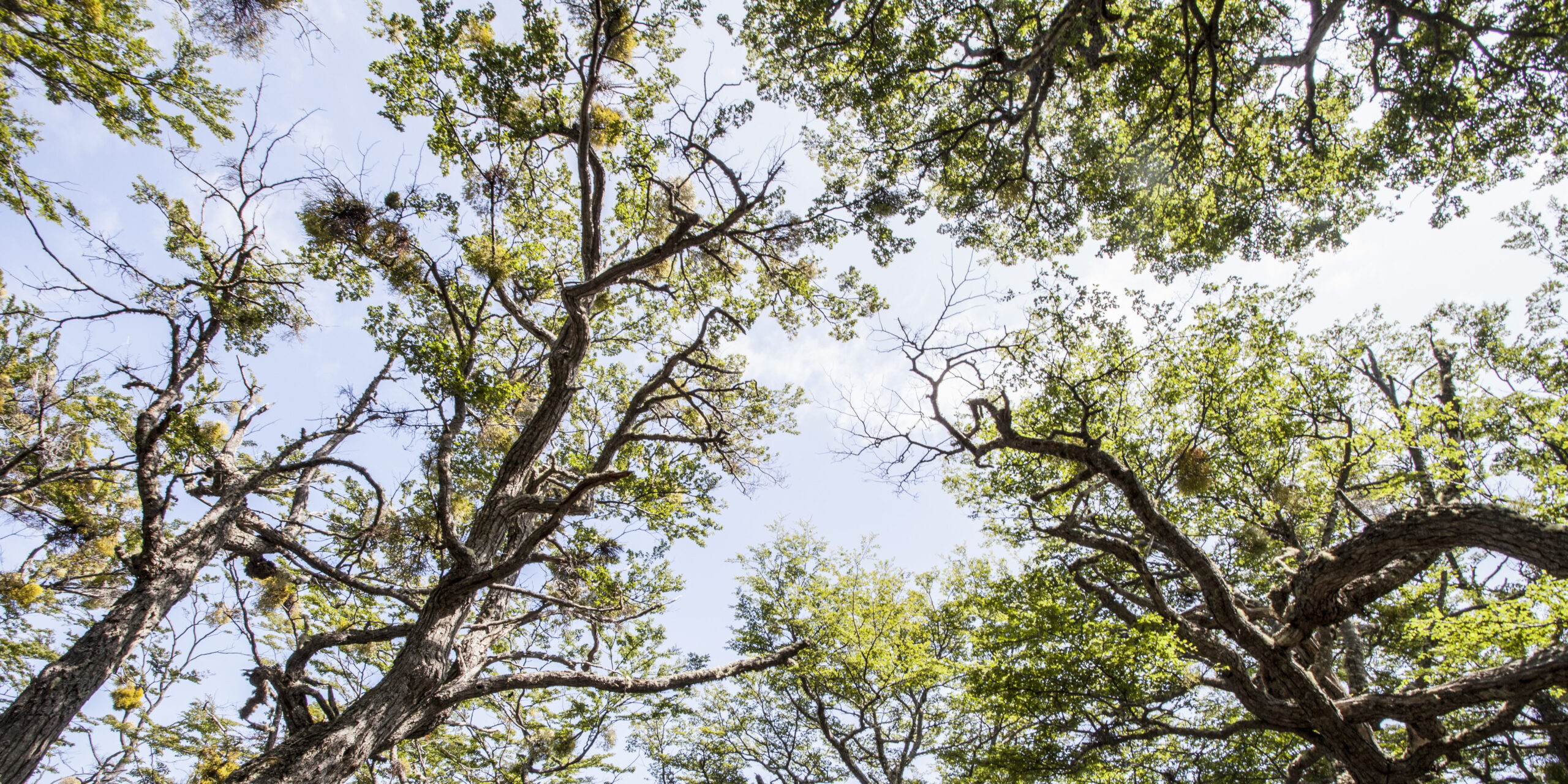 Magellan's beech (Nothofagus betuloides)