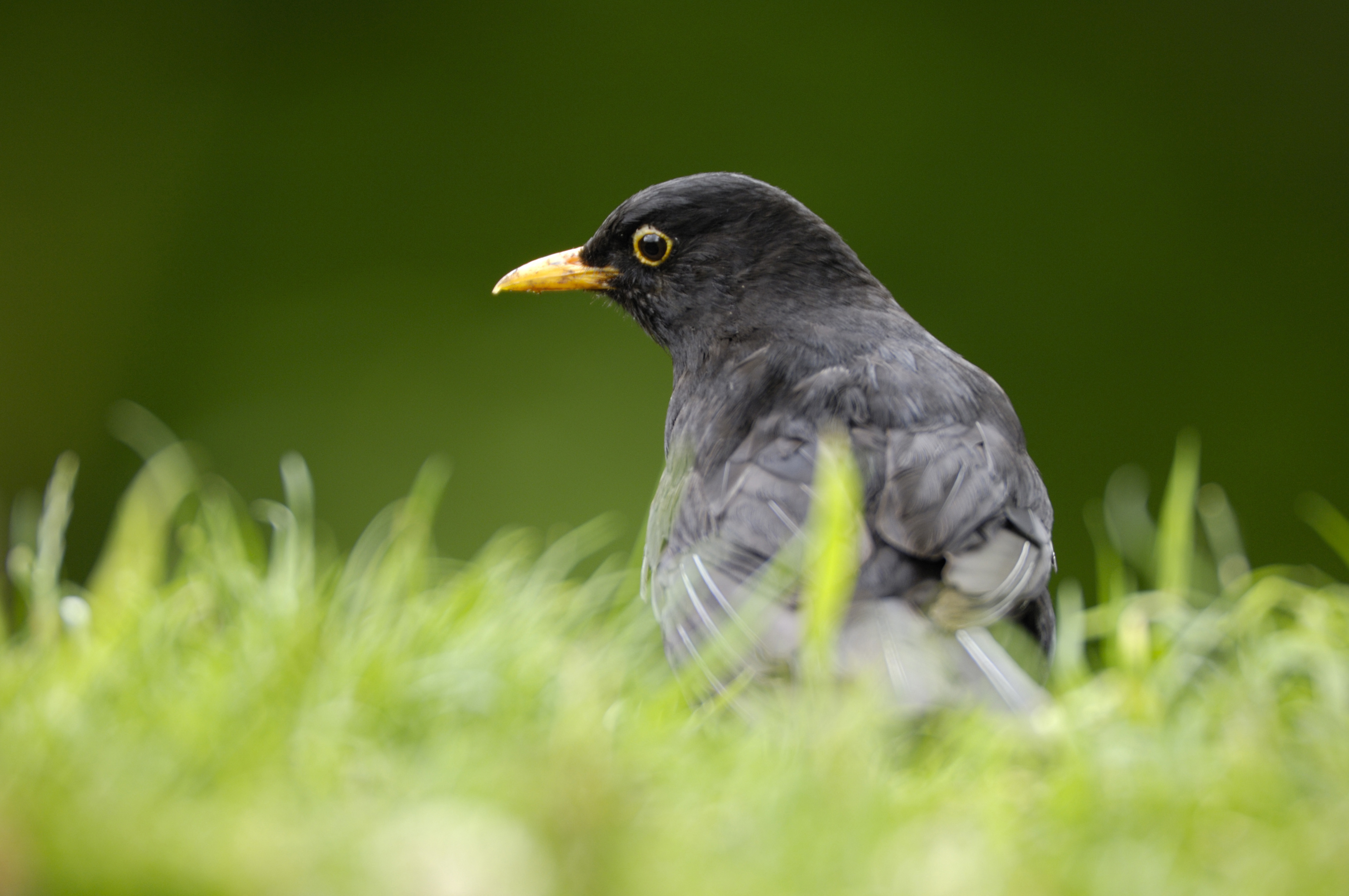 Blackbird Turdus merula, male, on garden lawn. Co. Durham. July.