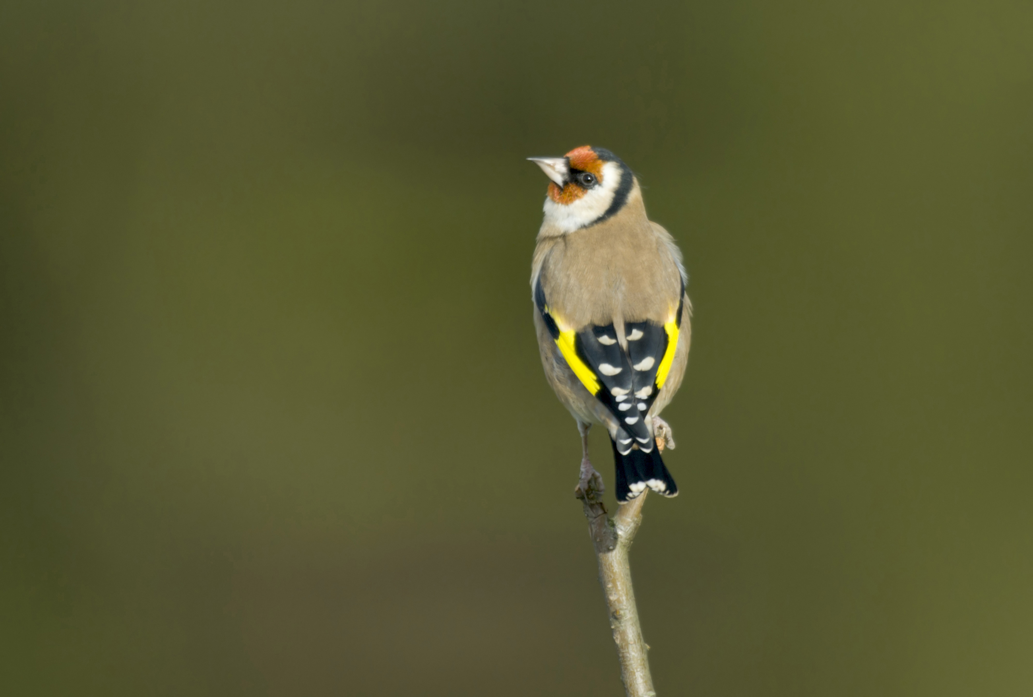 Goldfinch Carduelis carduelis, looking around from a bare twig, Co. Durham, November