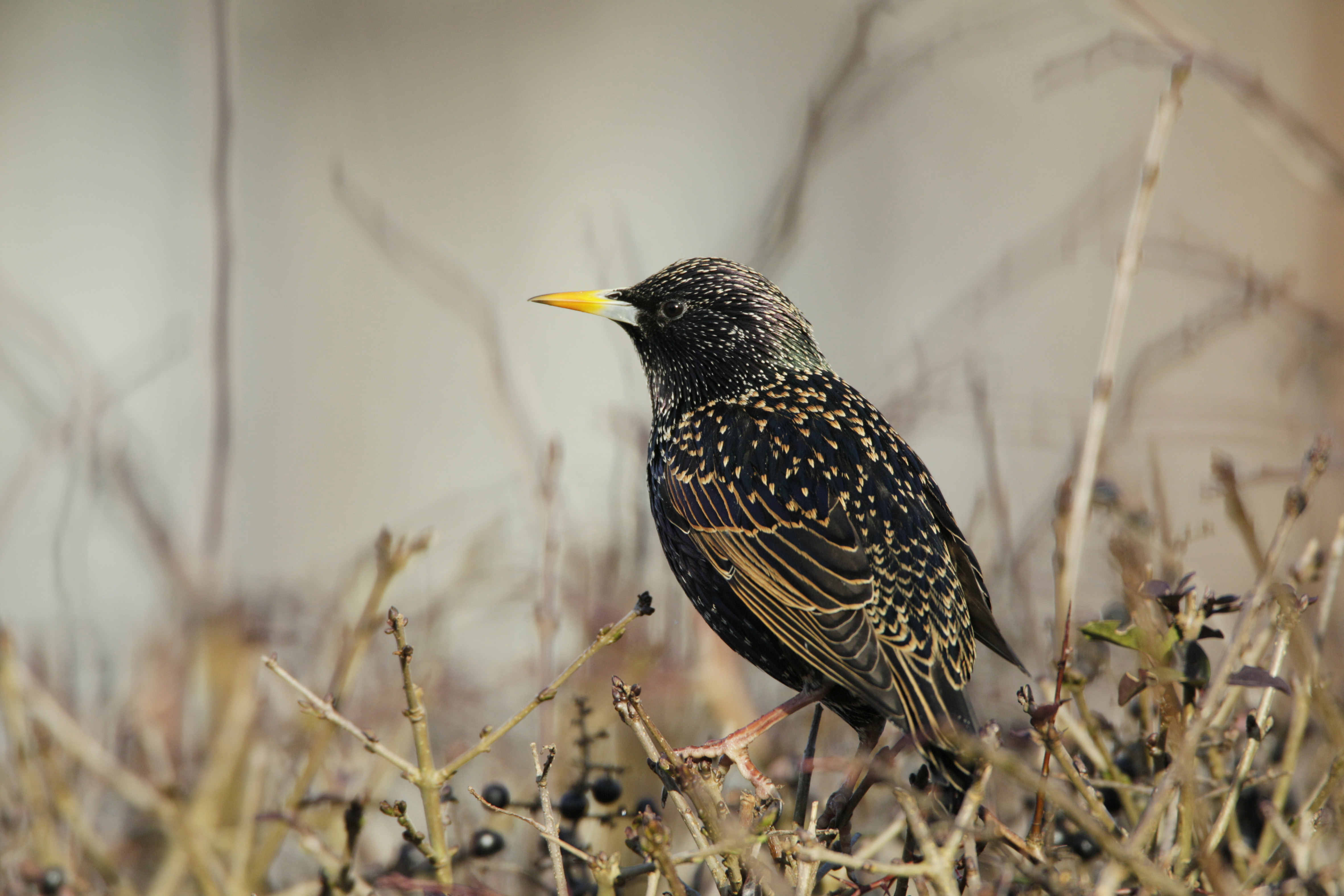 Starling Sturnus vulgaris, adult male in hedge of Wild privet Ligustrum vulgare, Bedfordshire, England, January 2011