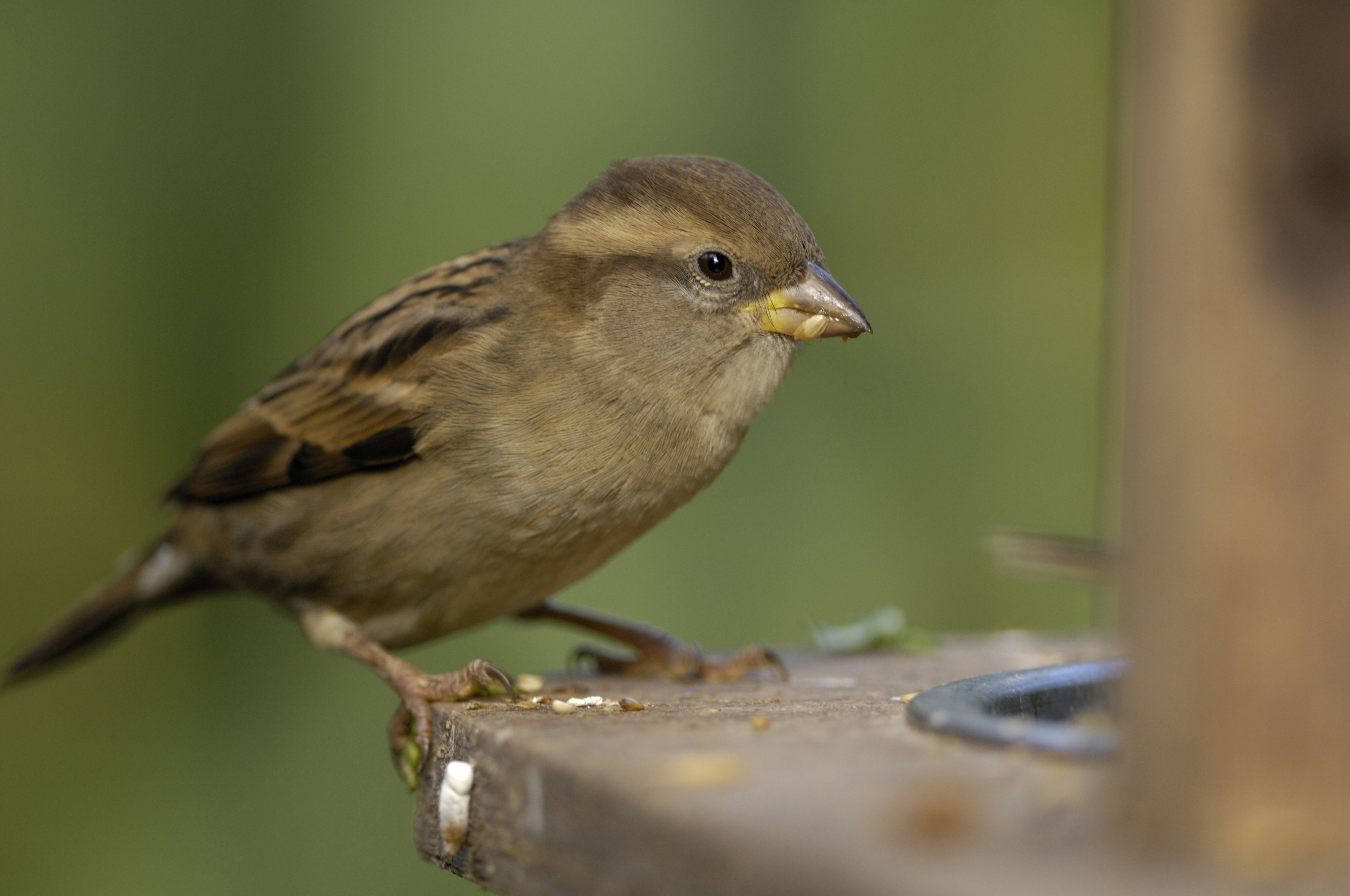 House sparrow, Passer domesticus, female perched on feeder in garden.