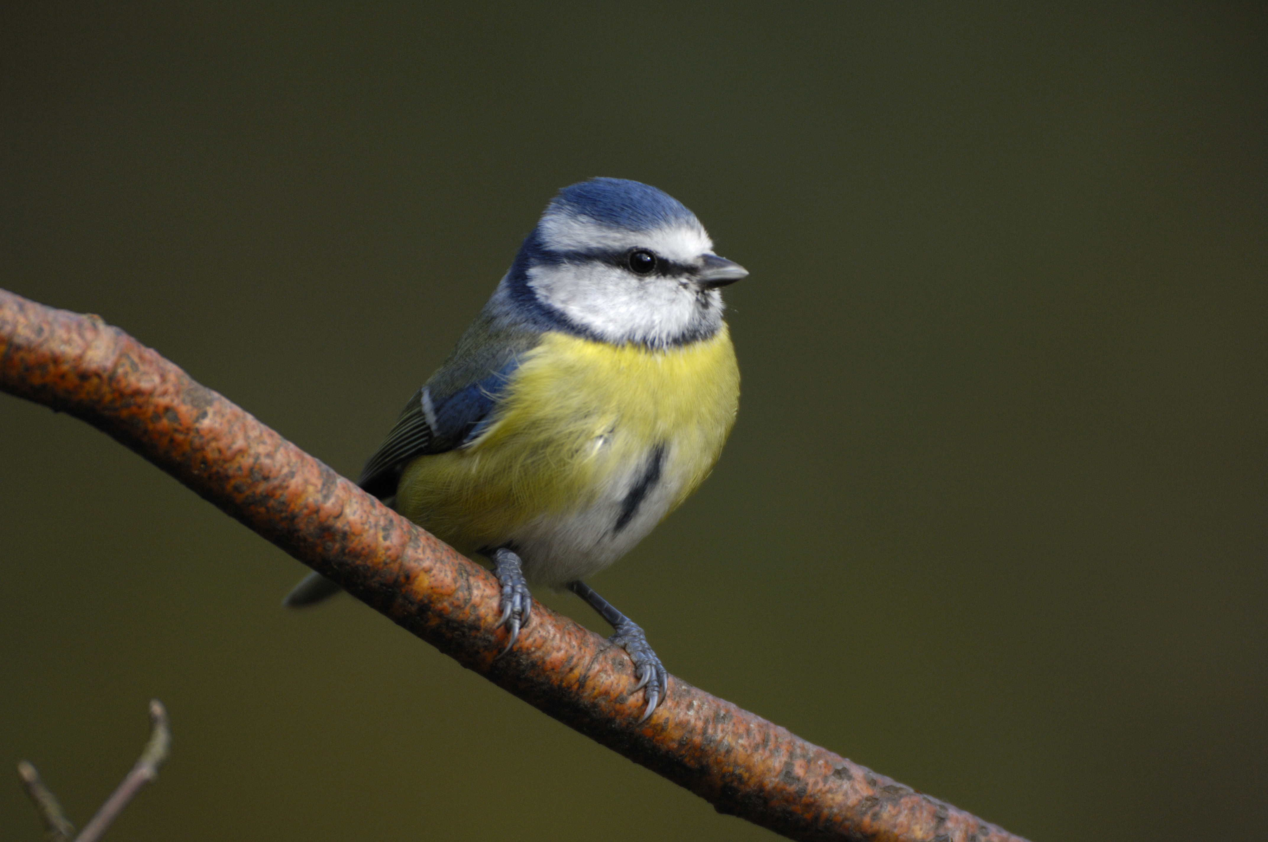 Blue tit, Parus caeruleus, perched on branch in garden. Co. Durham. October.