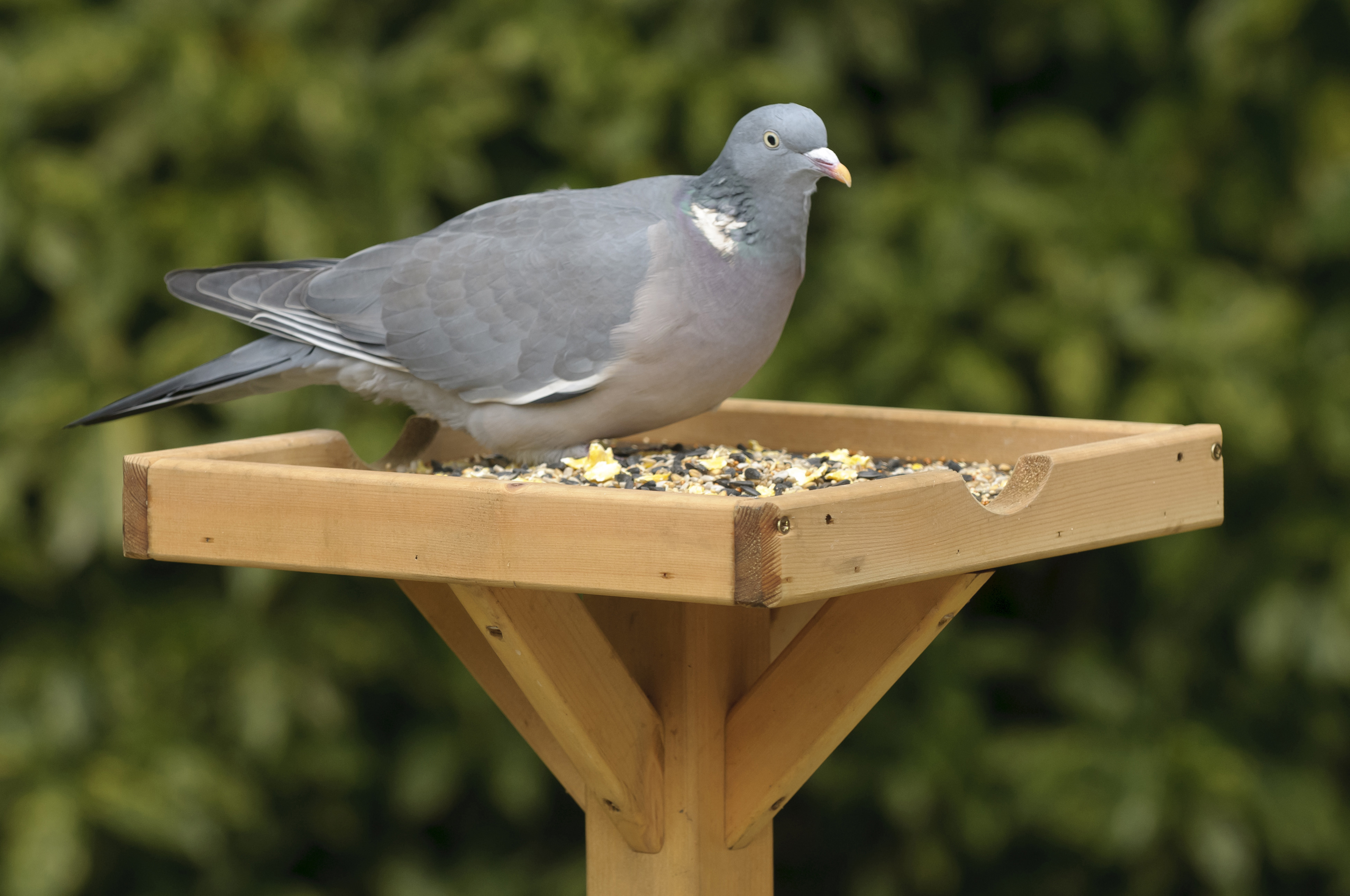 Woodpigeon Columba palumbus, on RSPB bird table, Potton, Bedfordshire, October