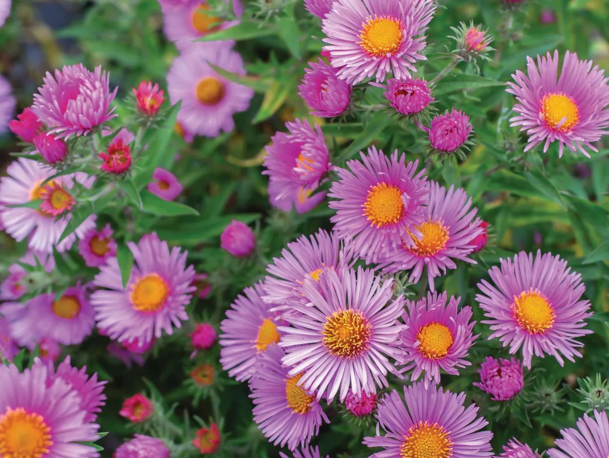 Symphyotrichum novae-angliae ‘Rudelsburg’