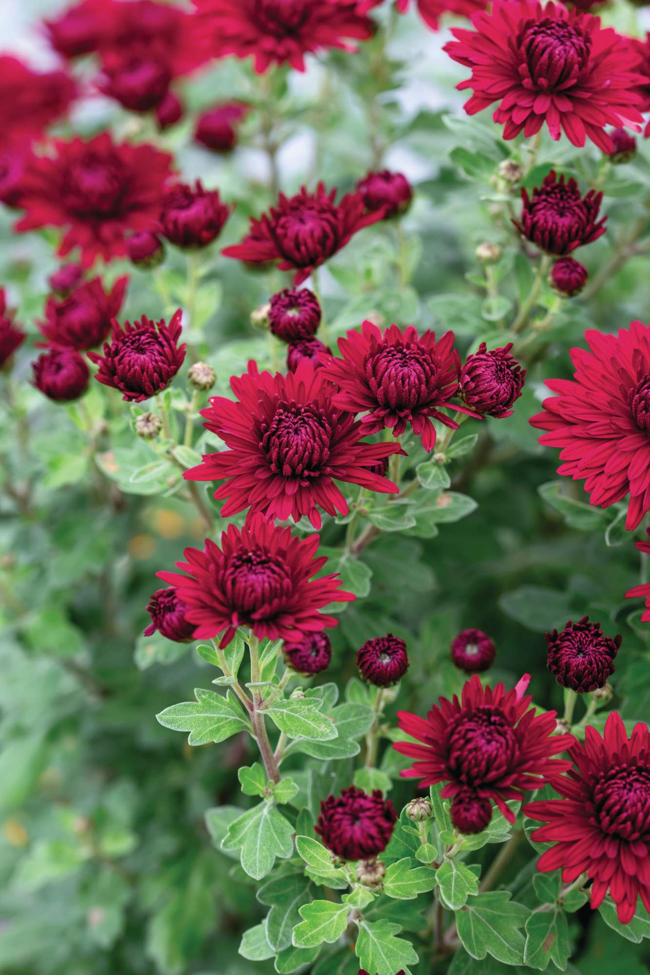 Chrysanthemum ‘Ruby Mound’ at Hardy's Cottage Garden Plants