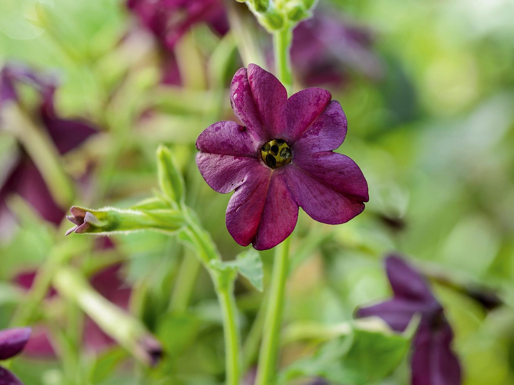 Nicotiana x sanderae 'Perfume Deep Purple' Nicotiana x sanderae 'Perfume Deep Purple'