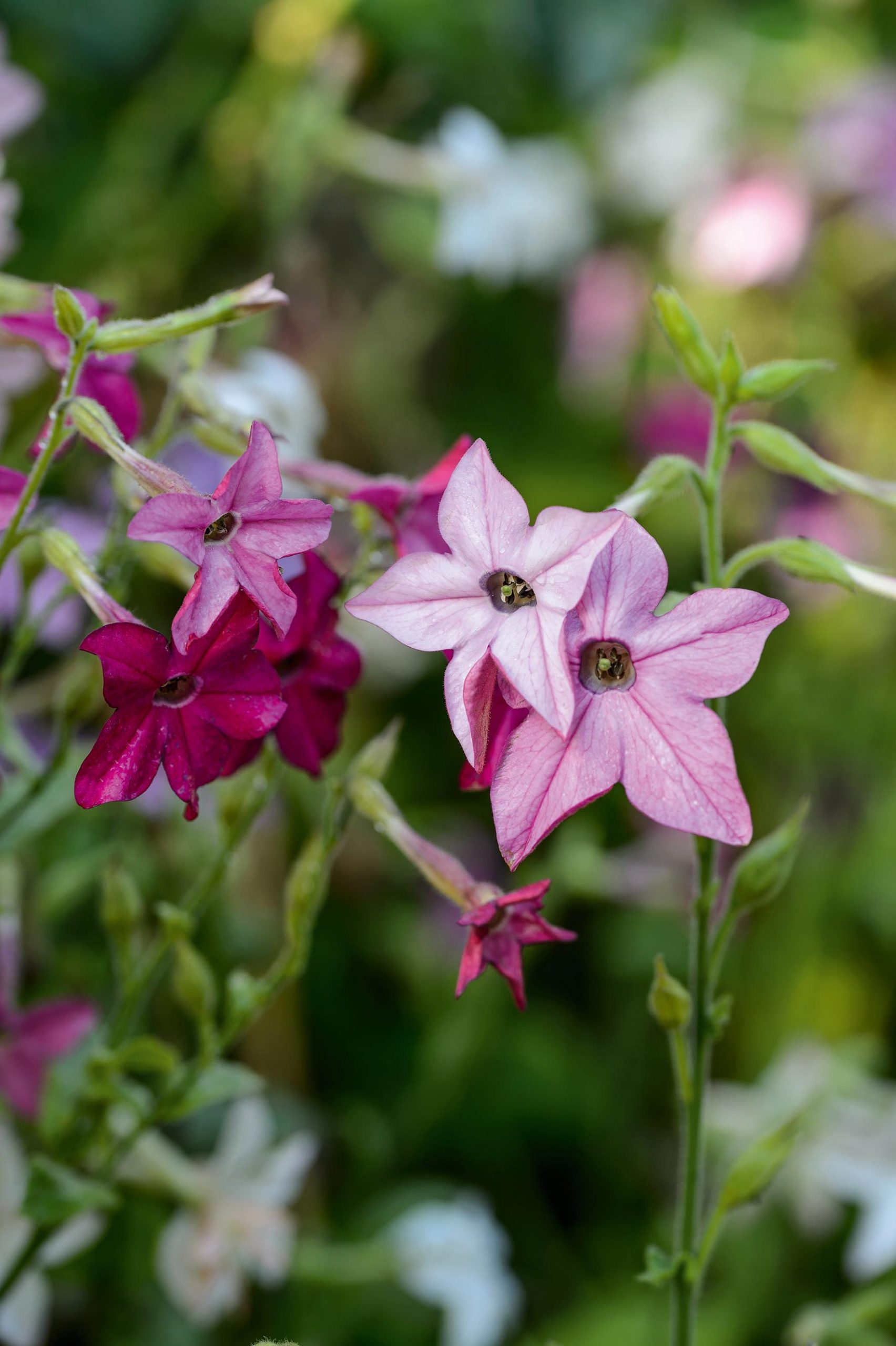 Nicotiana x sanderae 'Little Nicky'