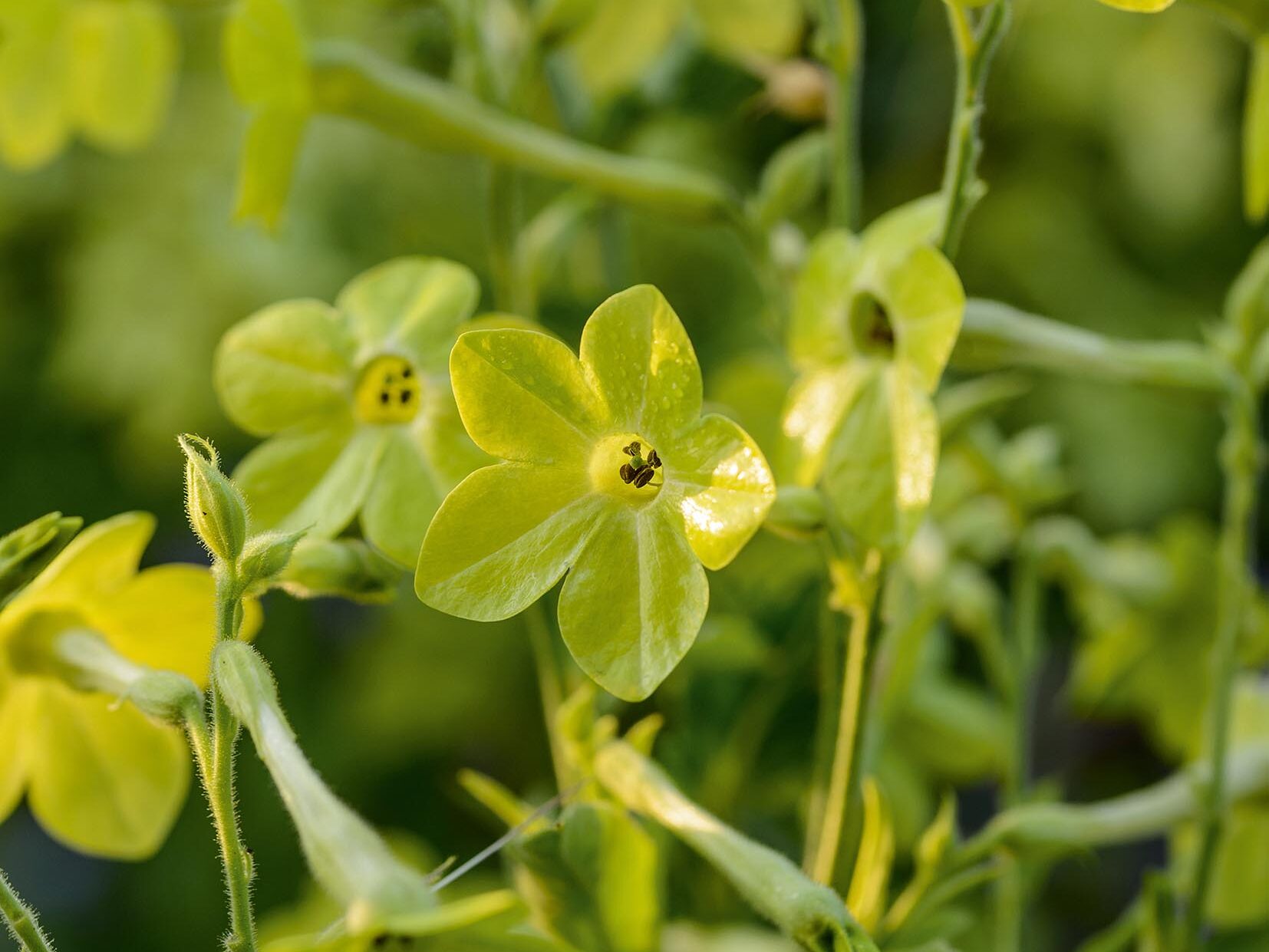 Nicotiana alata 'Lime Green' Nicotiana alata 'Lime Green'