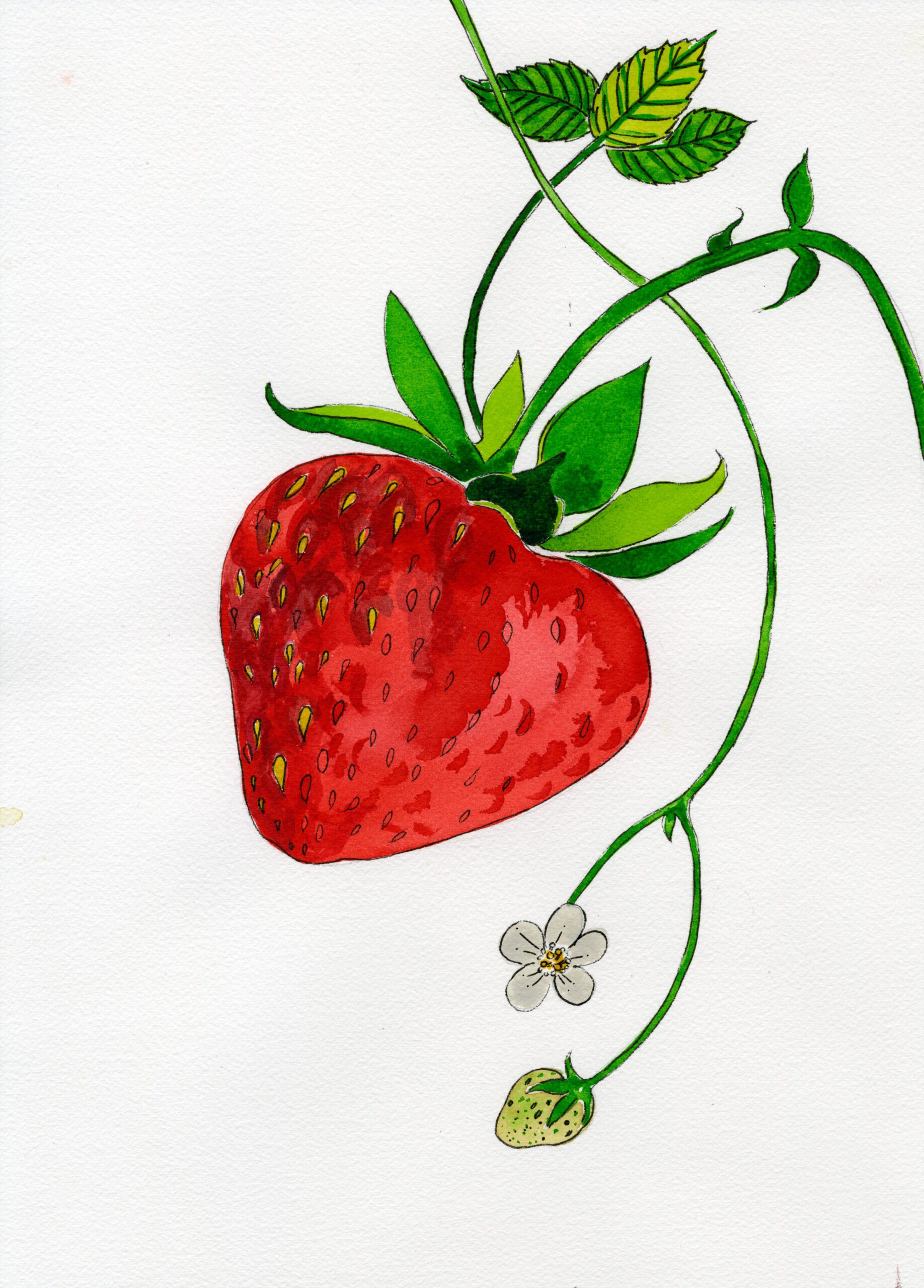 Illustration by Caroline Quentin