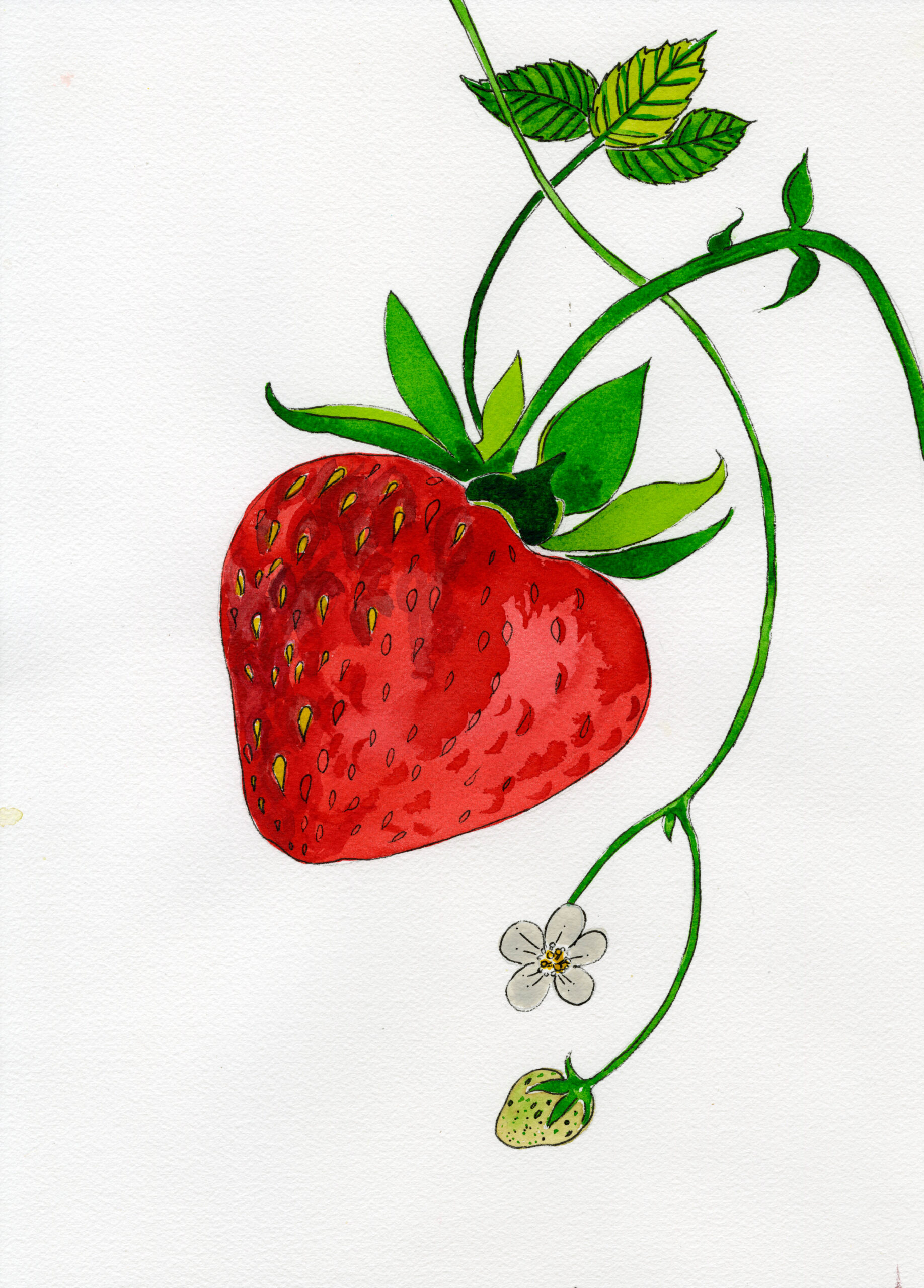 Illustration by Caroline Quentin