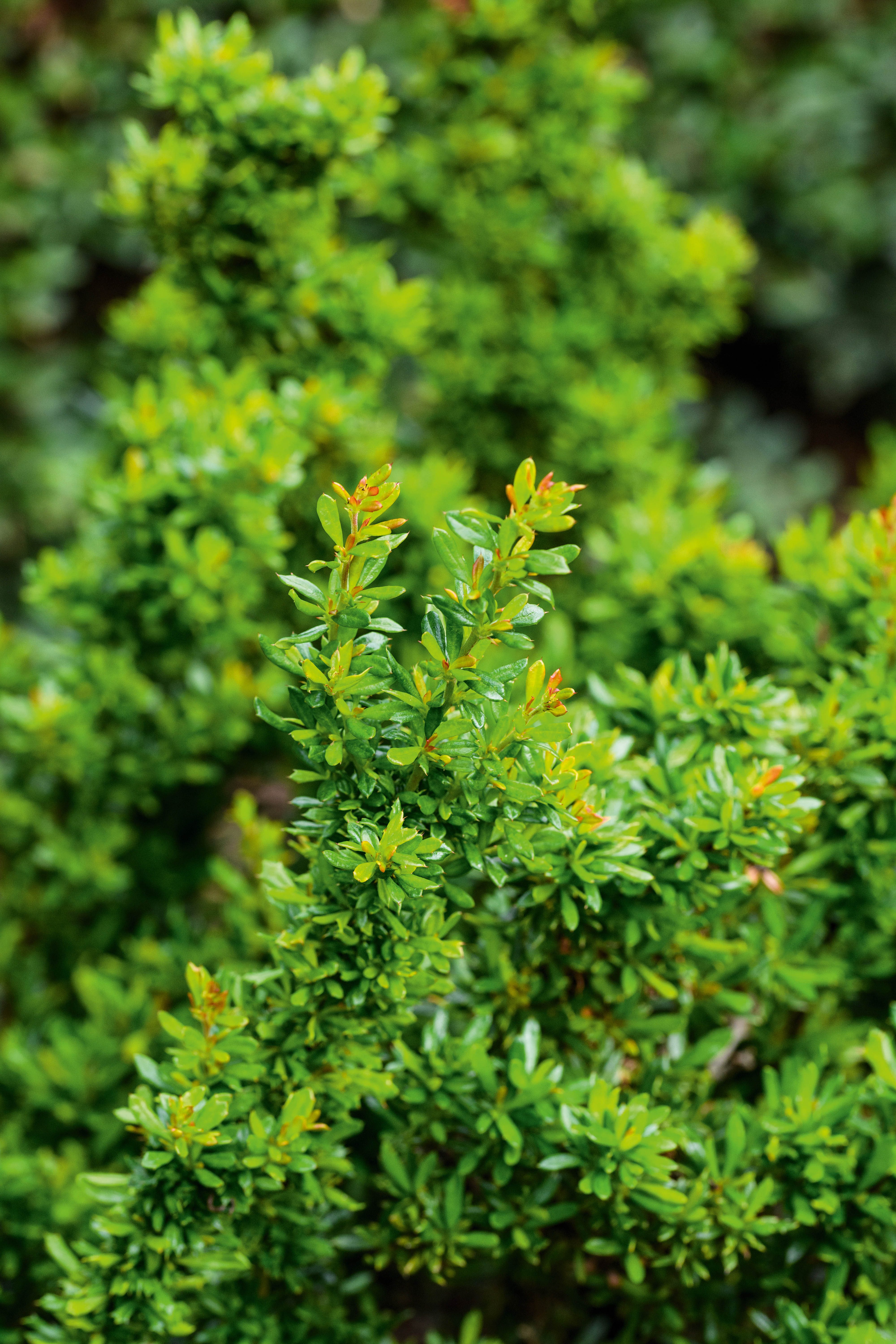 Berberis x stenophylla 'Corallina Compacta'